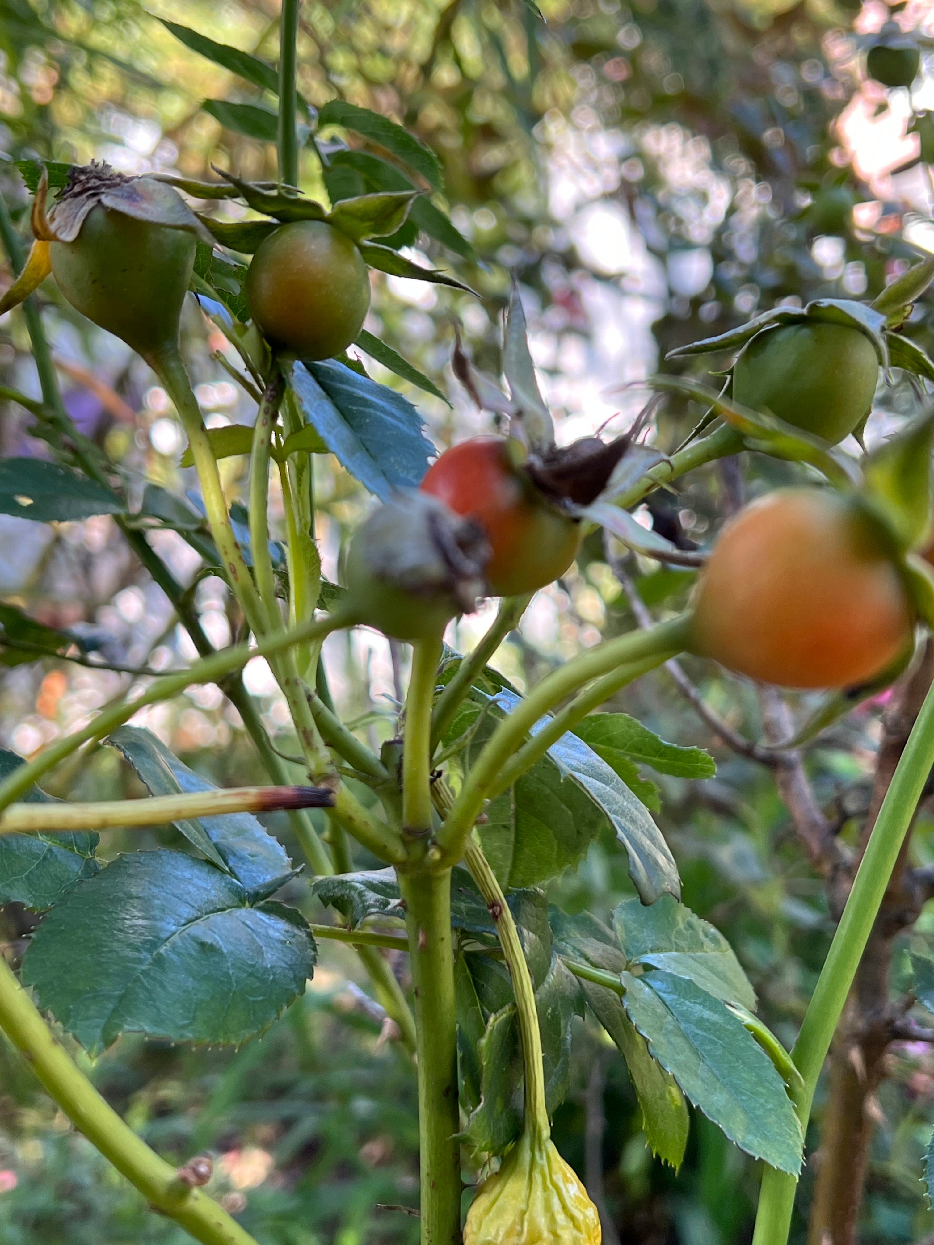 Gardening - Rose Hips