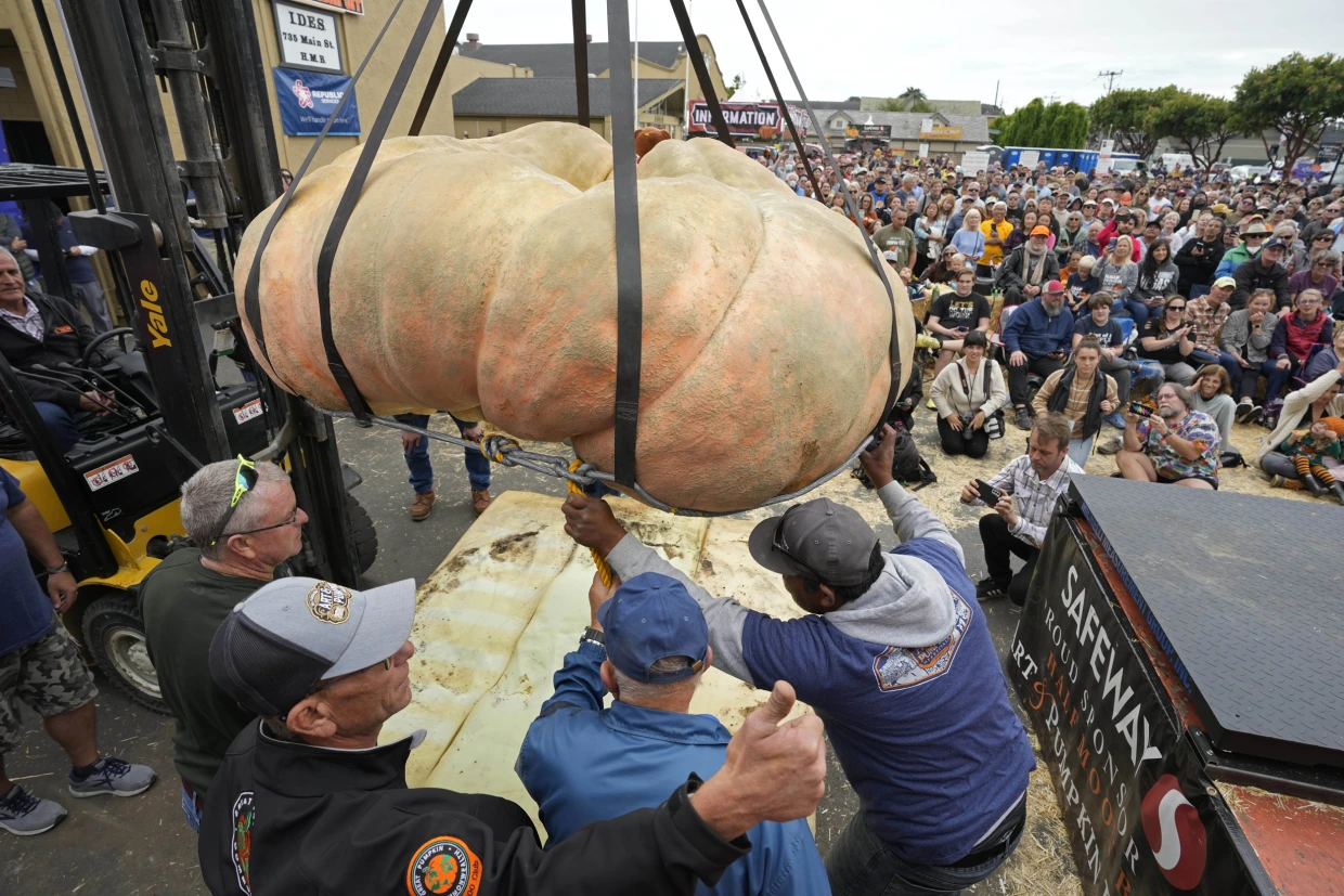 A new scale had to be installed in anticipation for Mr Gienger’s huge pumpkin