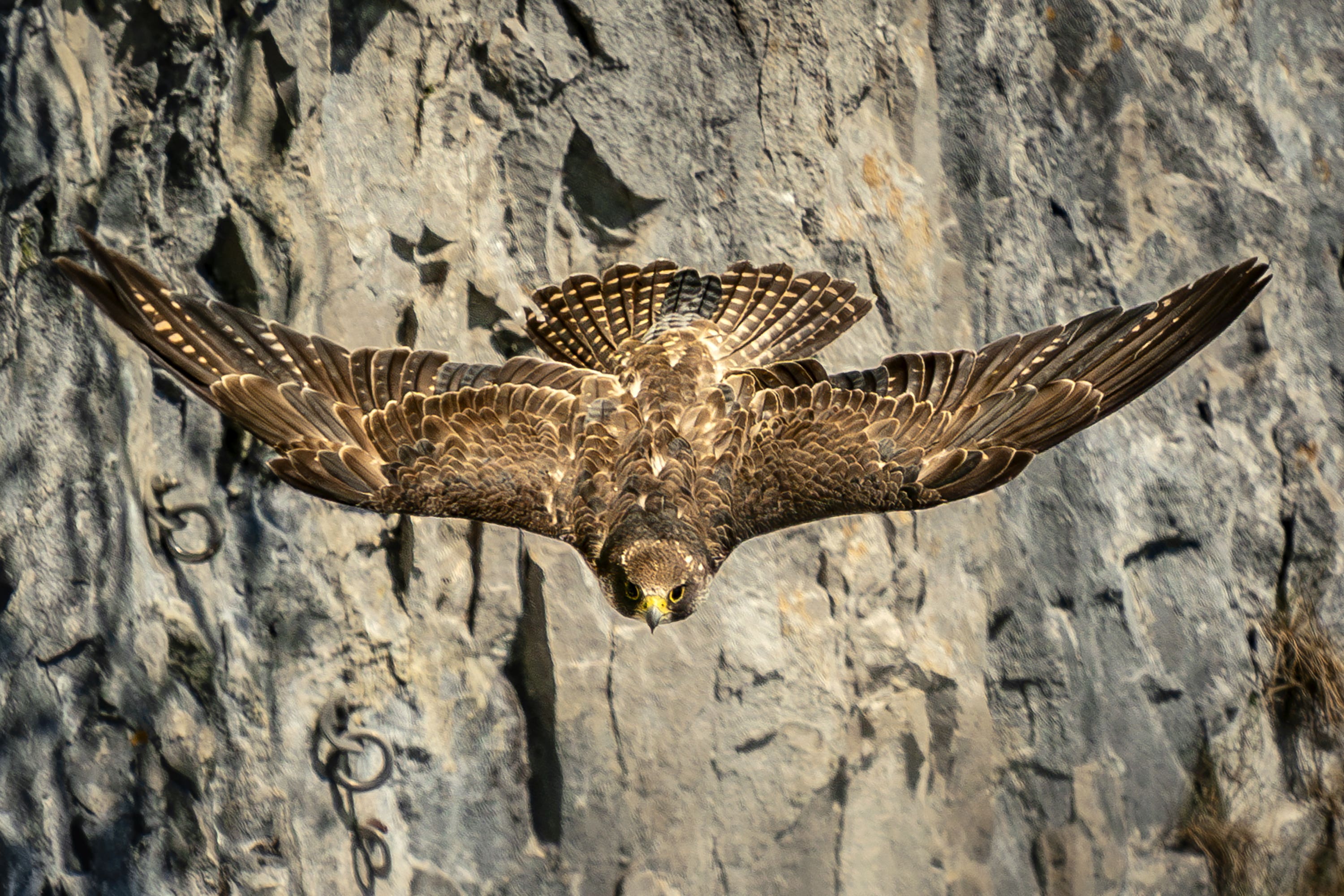 Peregrine falcons use ‘false attacks’ to tire out their prey or make them take bigger risks (Danny Lawson/PA)