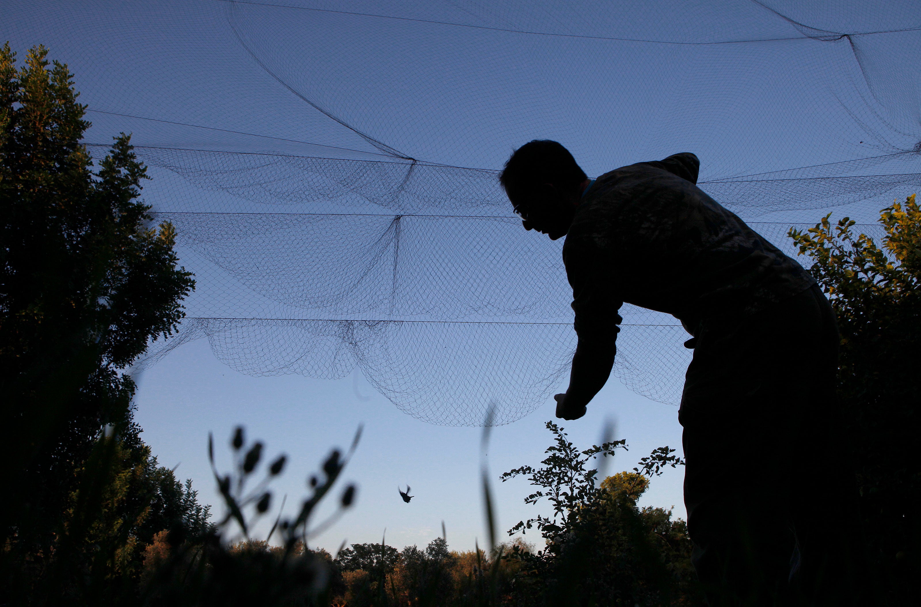 Cyprus Songbird Poaching