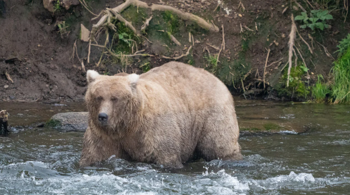 Grazer was crowned this year’s Fat Bear