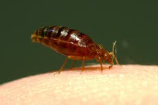 Pest control firms report being ‘inundated’ with calls about bedbugs