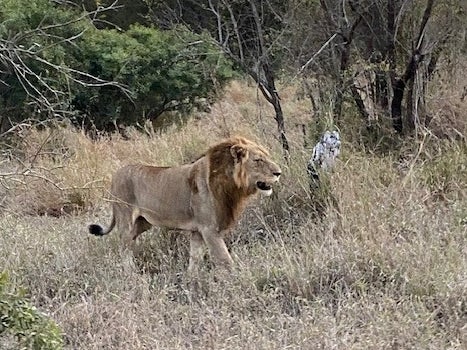 Guests track lions on their evening hunt