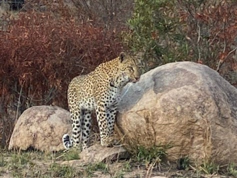 Spotted: Cheetahs during a game drive