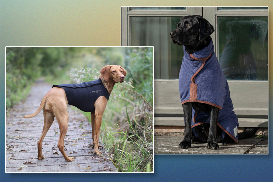 We called in the help of labrador Luna; springer-lab cross Blue, and a black labrador called Hucky