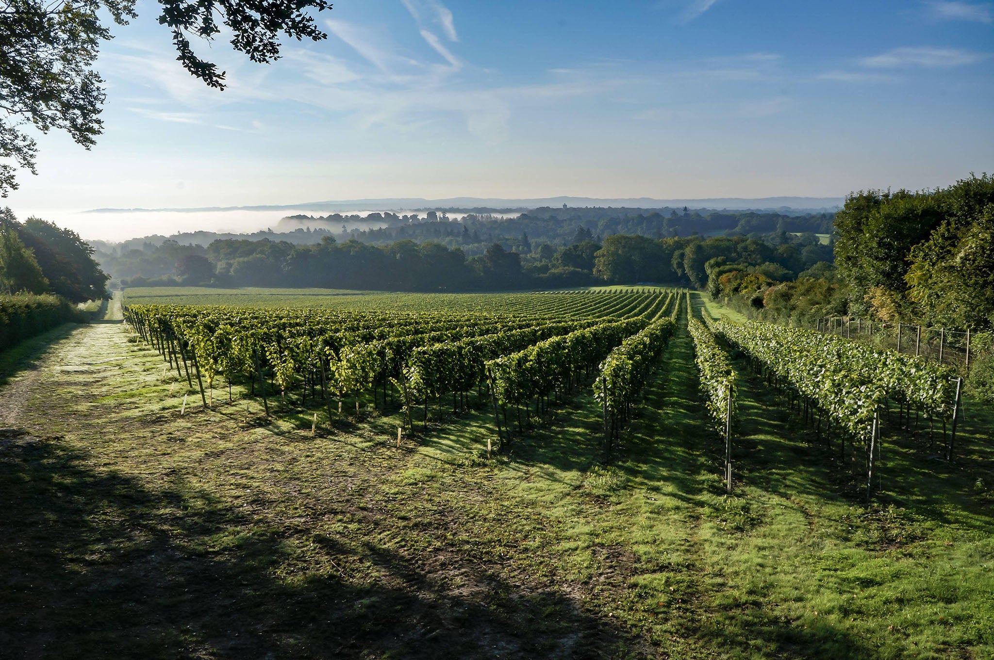 Take a tour for a chance to taste the new 2024 wines straight from the tank