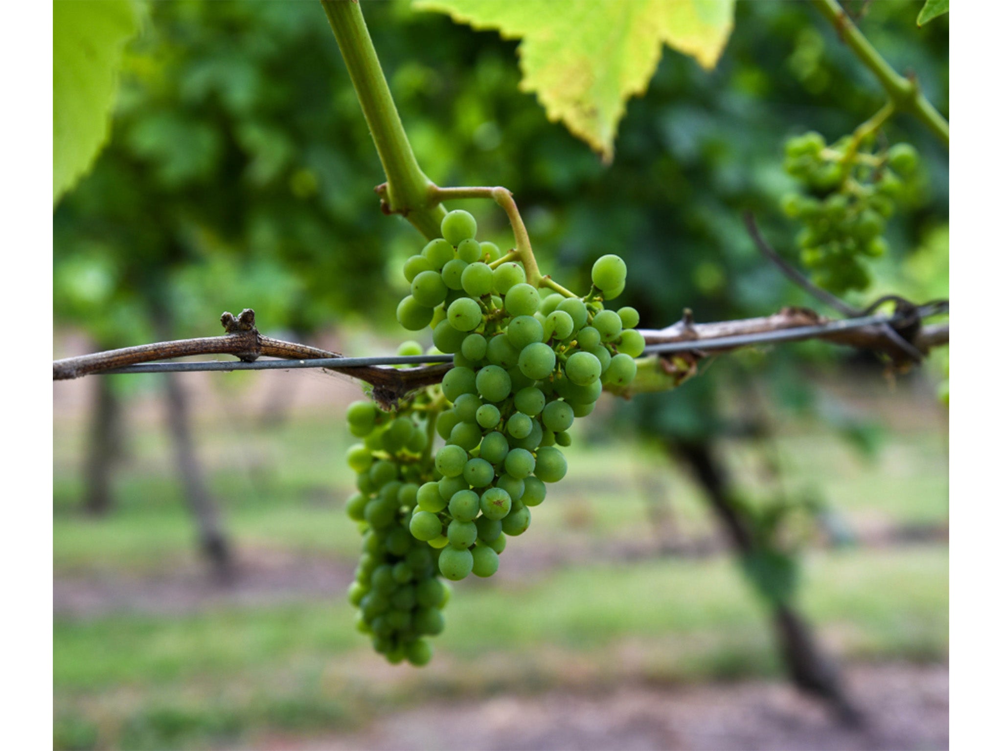 Visitors may get the chance to taste the grape straight from the press