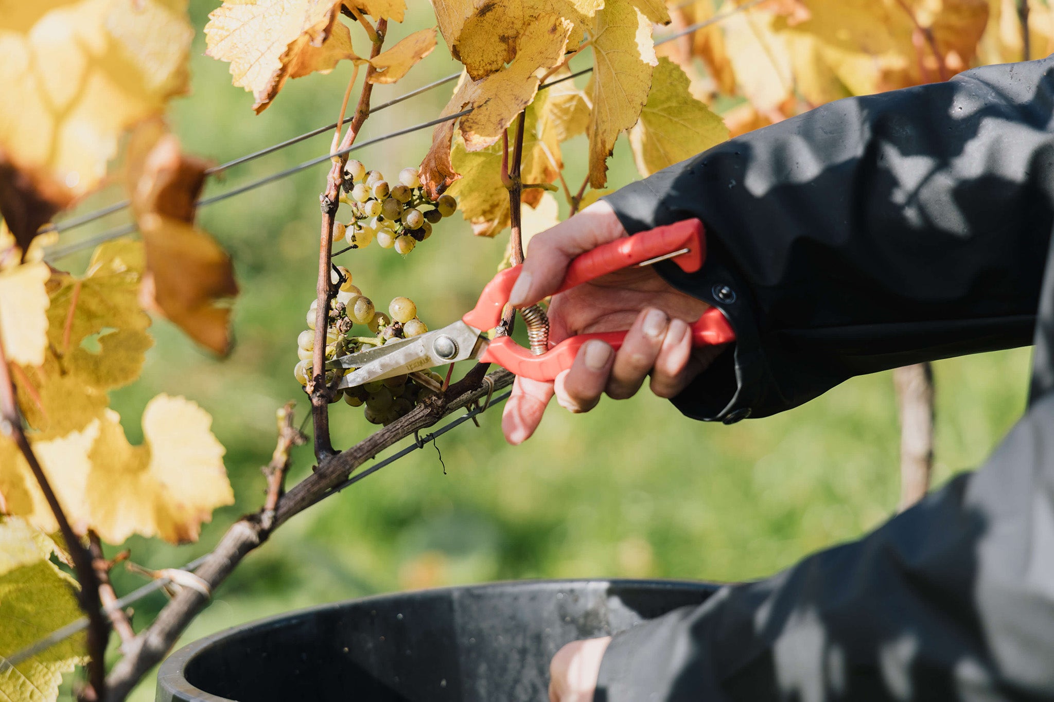 Kinsbrook hosts harvest vineyard tours, supper clubs and even music nights