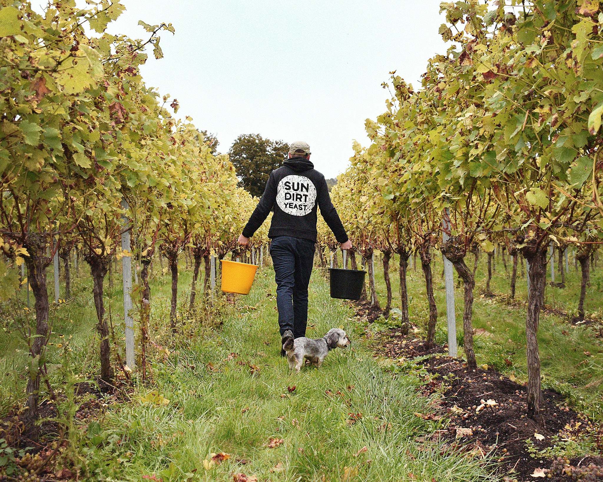 Join in with picking grapes at Westwell