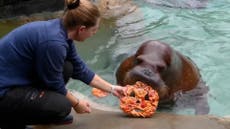 Zoo animals surprised with spooky Halloween treats