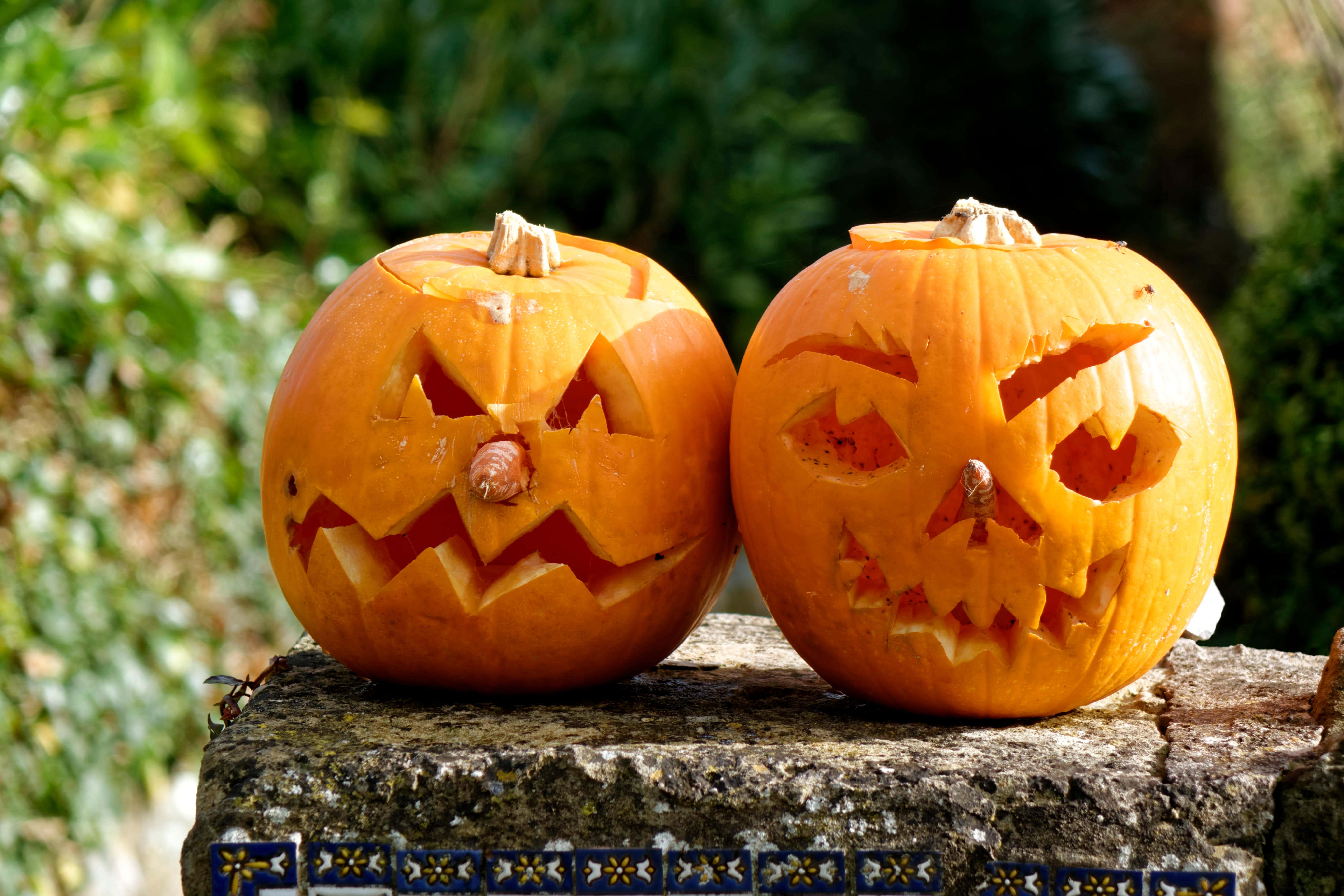 Pumpkins are fairly easy to grow and you’ll be impressed by the results of your labours (Alamy/PA)