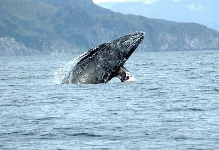 Gray whales can grow almost 50ft long