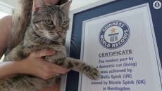 Watch: Cat breaks record for world’s loudest purr