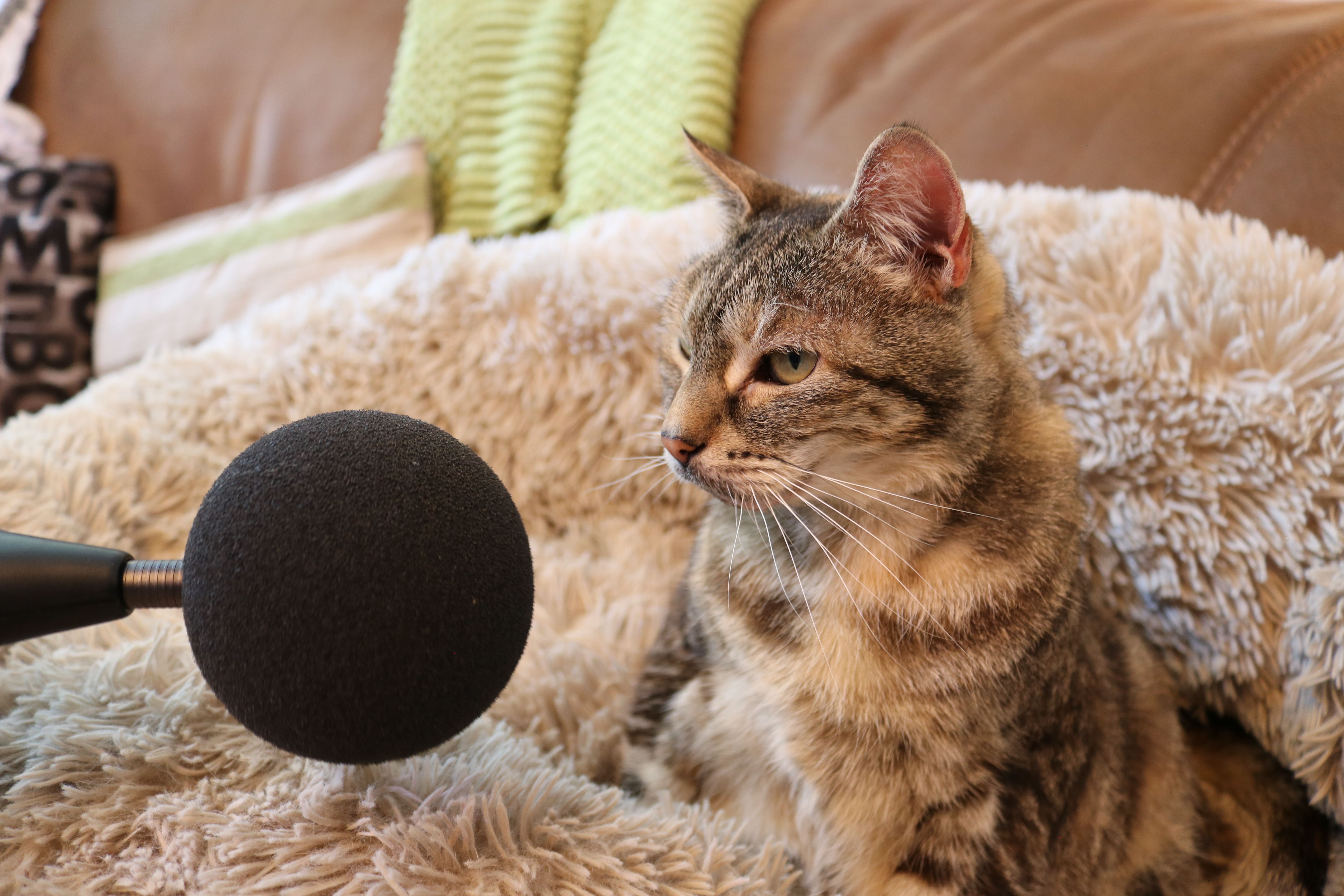 Bella broke the Guinness World Record for the loudest purr by a domestic cat (Guinness World Records/Whiskas/PA)