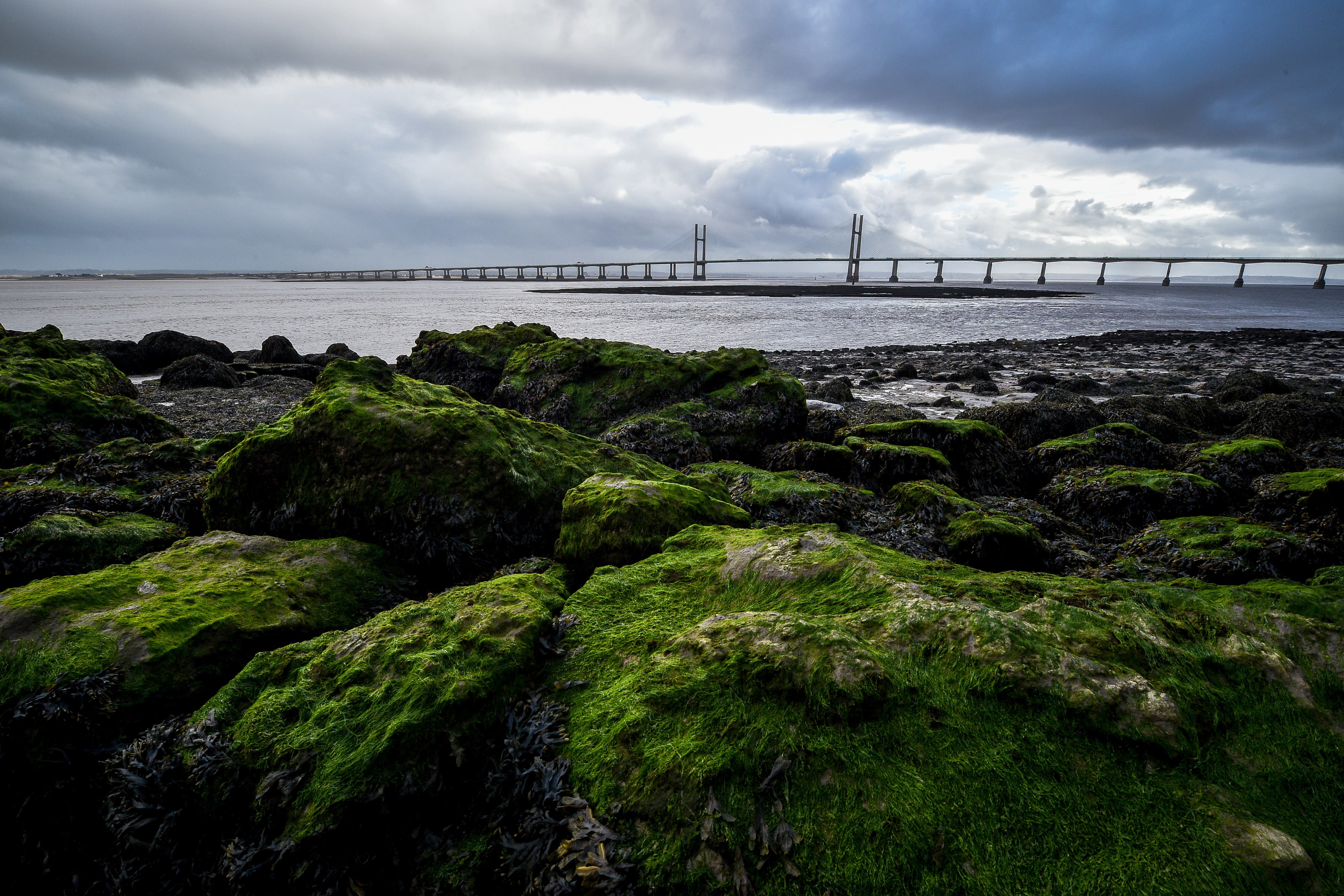 Our European ancestors ate seaweed and freshwater plants, study suggests (Ben Birchall/PA)