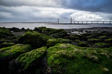 Our European ancestors ate seaweed and freshwater plants, study suggests