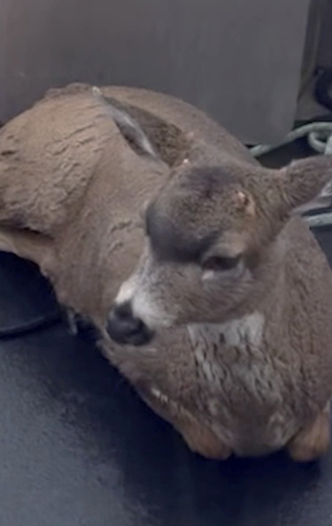 Alaska Deer Rescue
