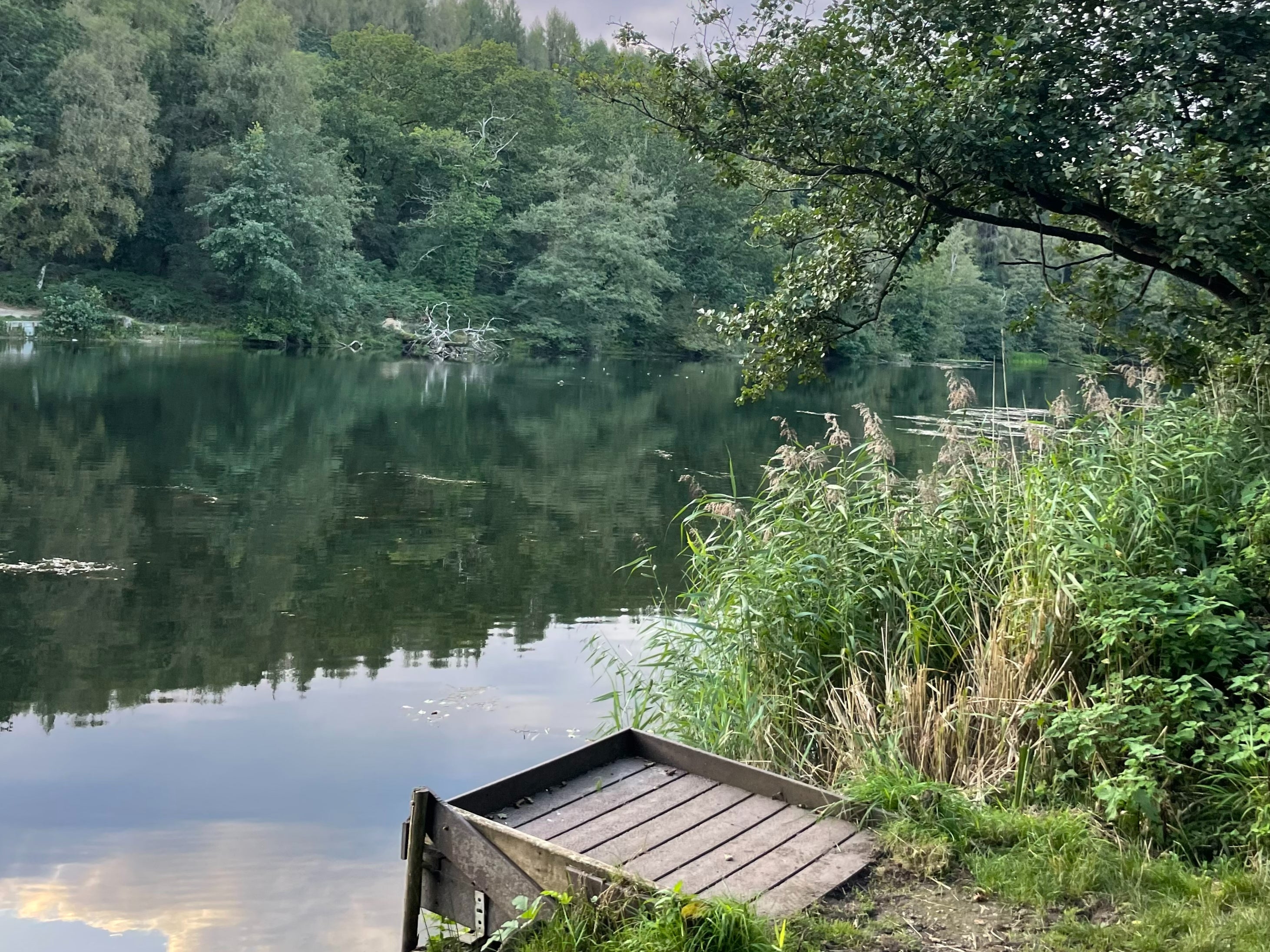 The Forest of Dean makes a tranquil base for a walking safari