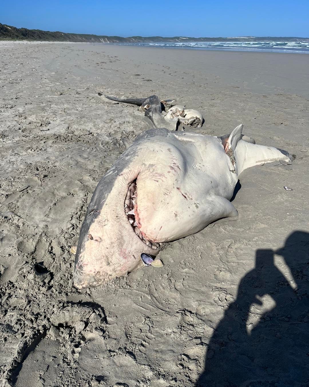 Ben Johnstone went to inspect the shark’s remains after they were found by residents