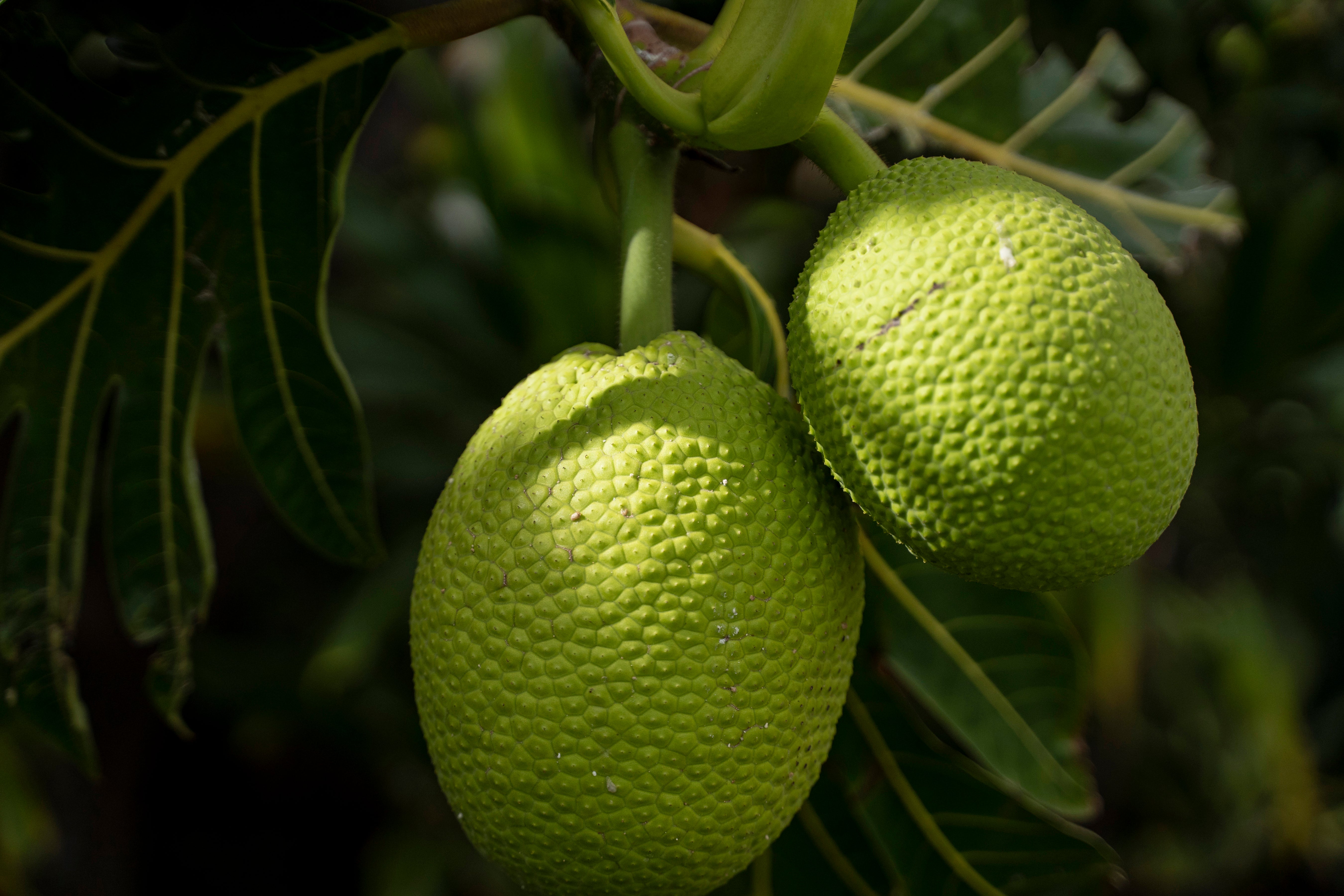 Hawaii Wildfire The Other Trees