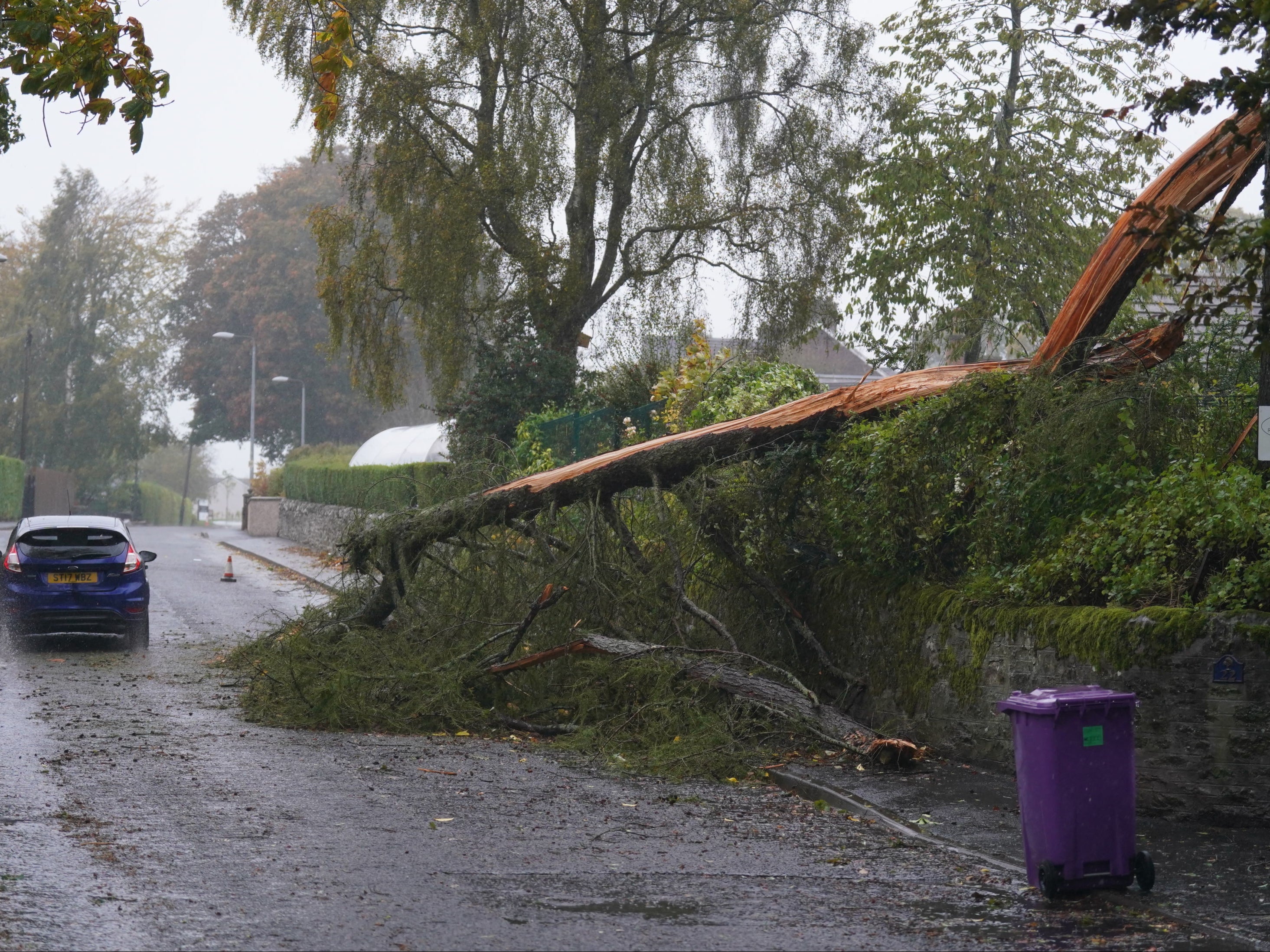 A fallen tree in Brechin