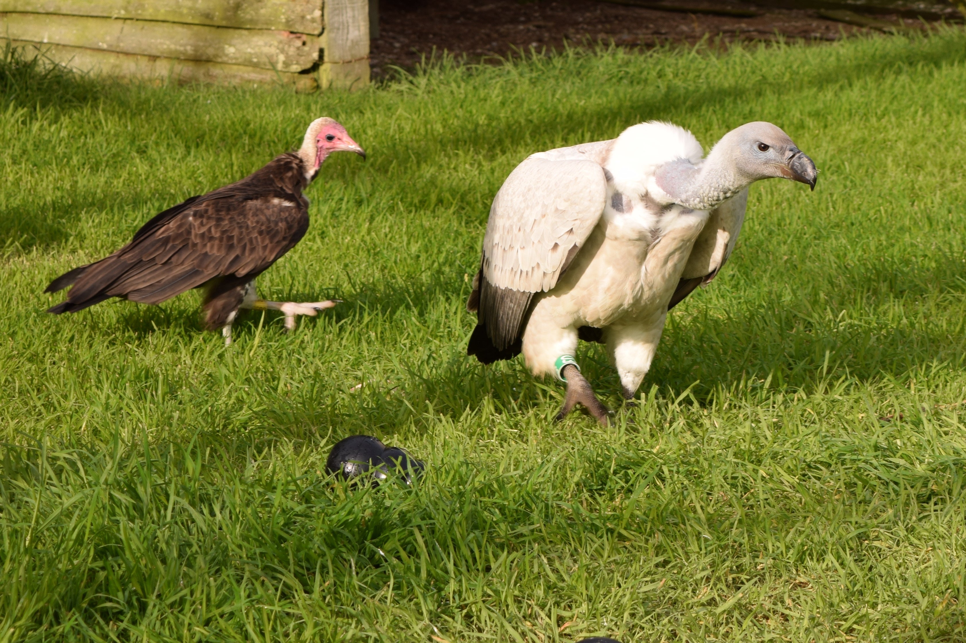 ‘Egyptian vultures strutted their whites right out of their hieroglyphs; feathered heads’