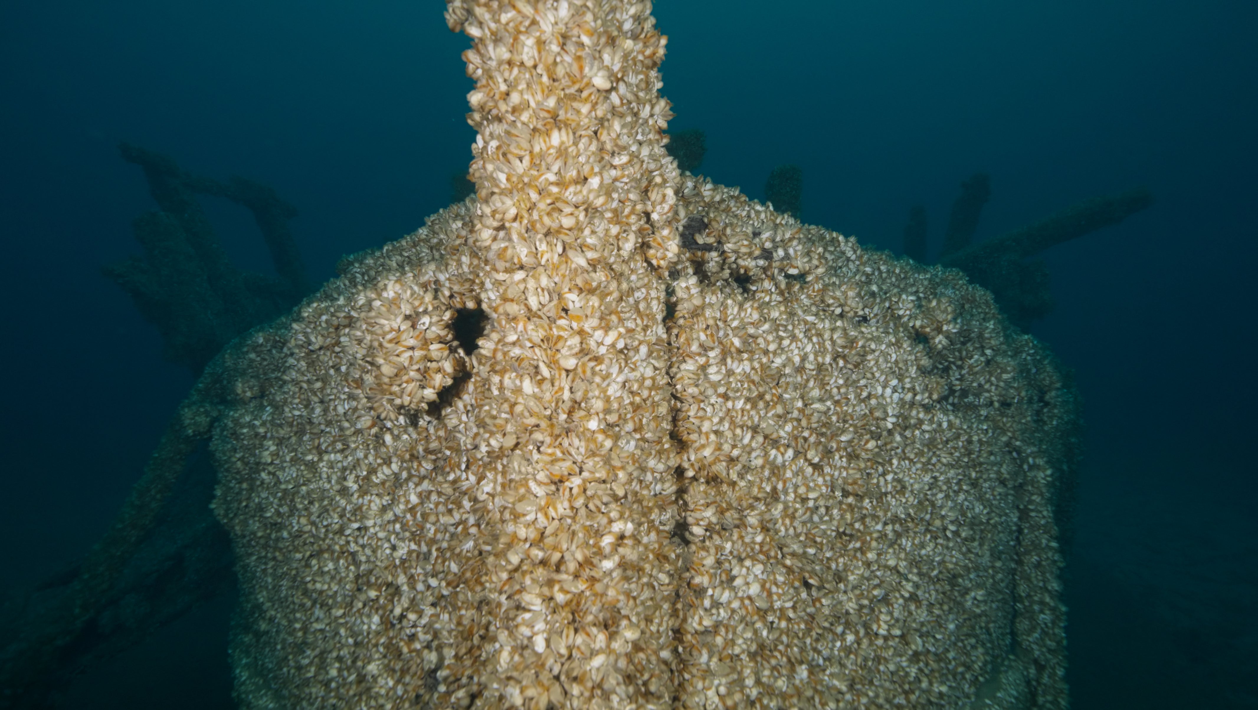 Invasive mussels engulfed the ship