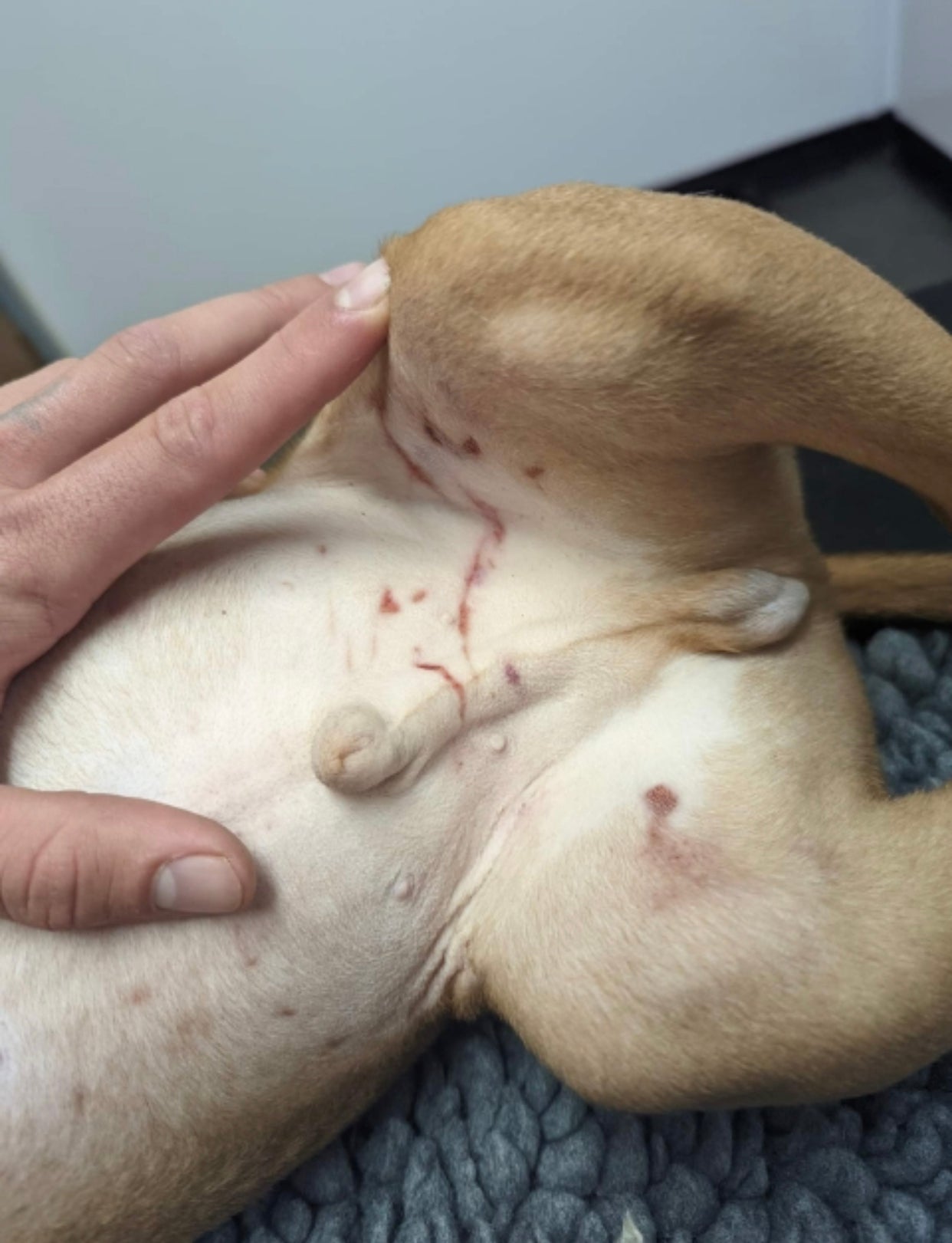 American bully pup Rocko had cigarette burns on his groin and abrasions consistent with being scratched by fingernails