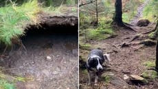 Storm Babet winds lift forest floor in incredible footage