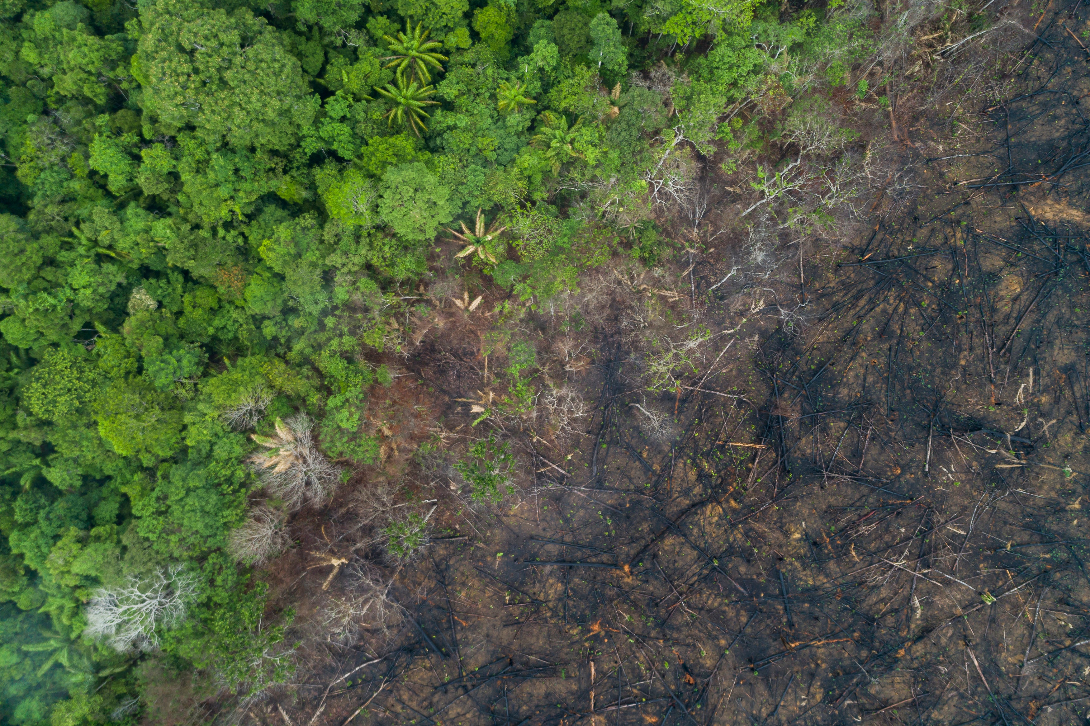 Deforestation in the Amazon rainforest, pictured in 2020. New research found that tree loss increased around the world in 2022, despite an international pledge to halt it