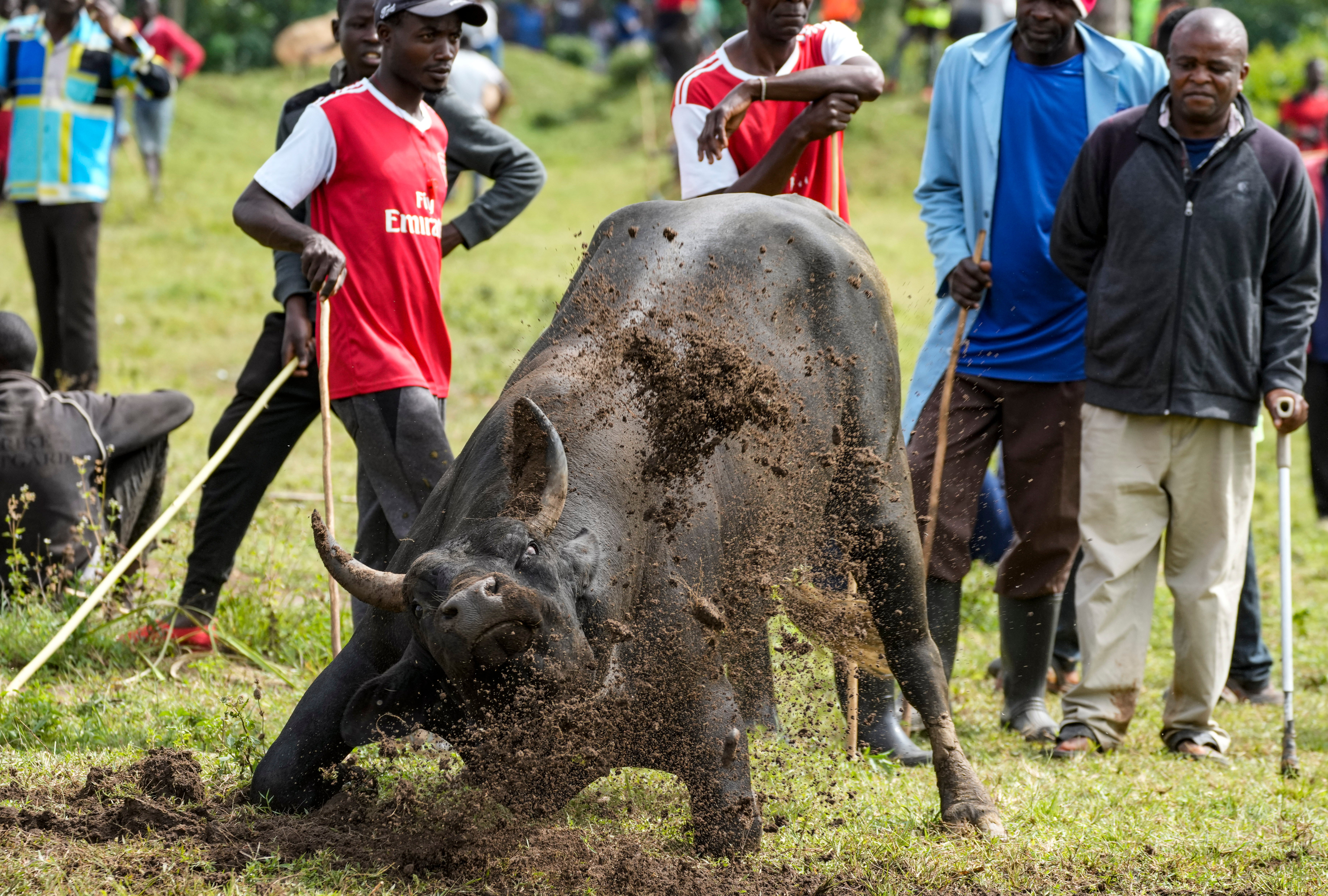 Kenya Bullfighting Competition Photo Gallery