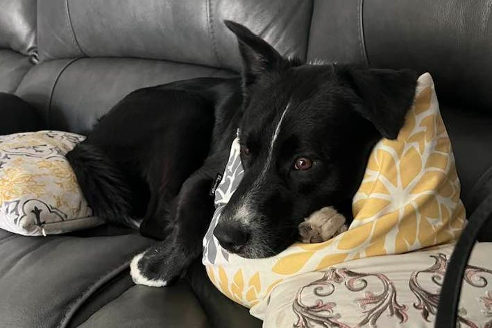 Hero border collie saves teenager’s life after he suffered stroke in Texas home