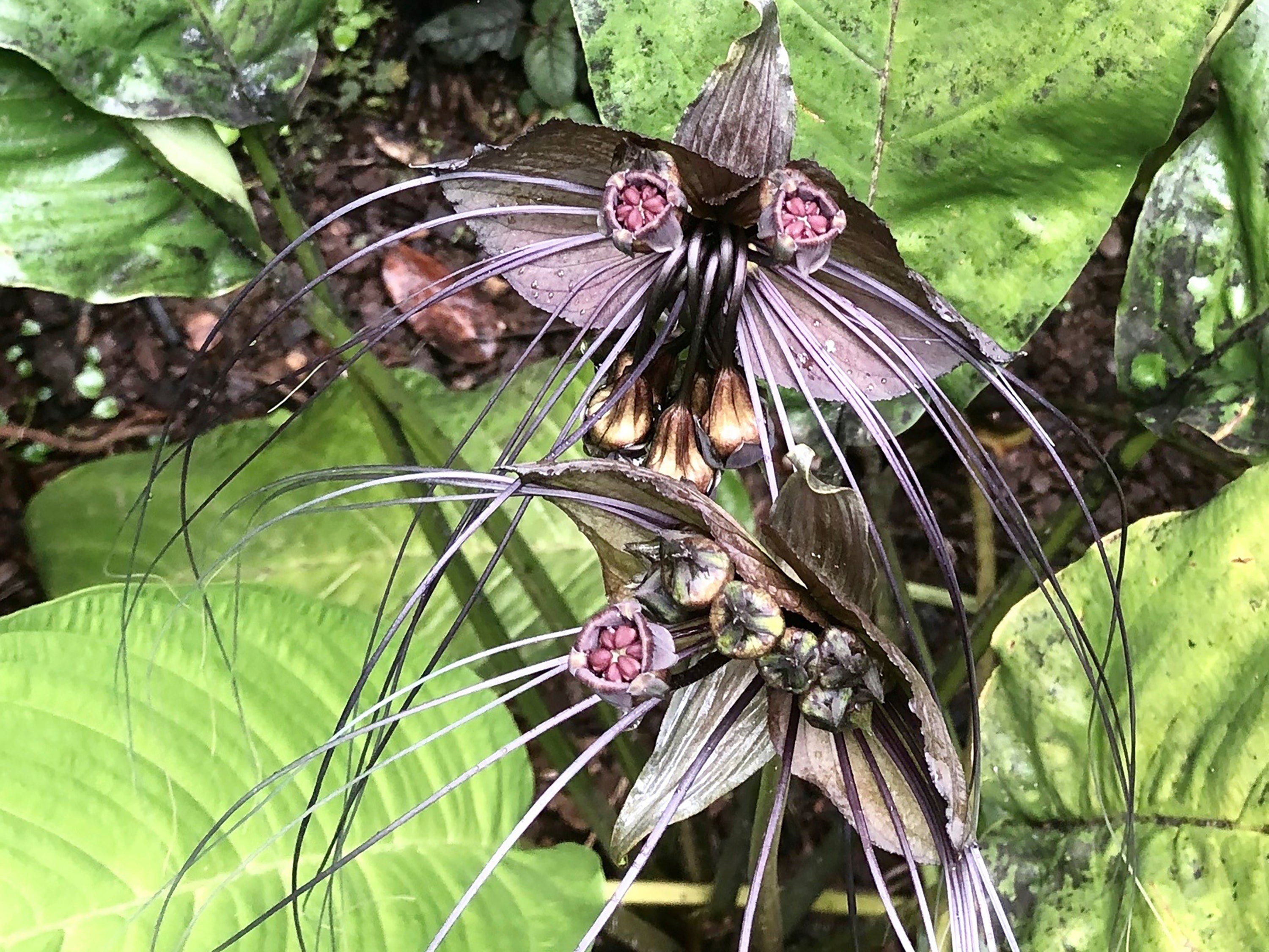 Gardening-Spooky Plants
