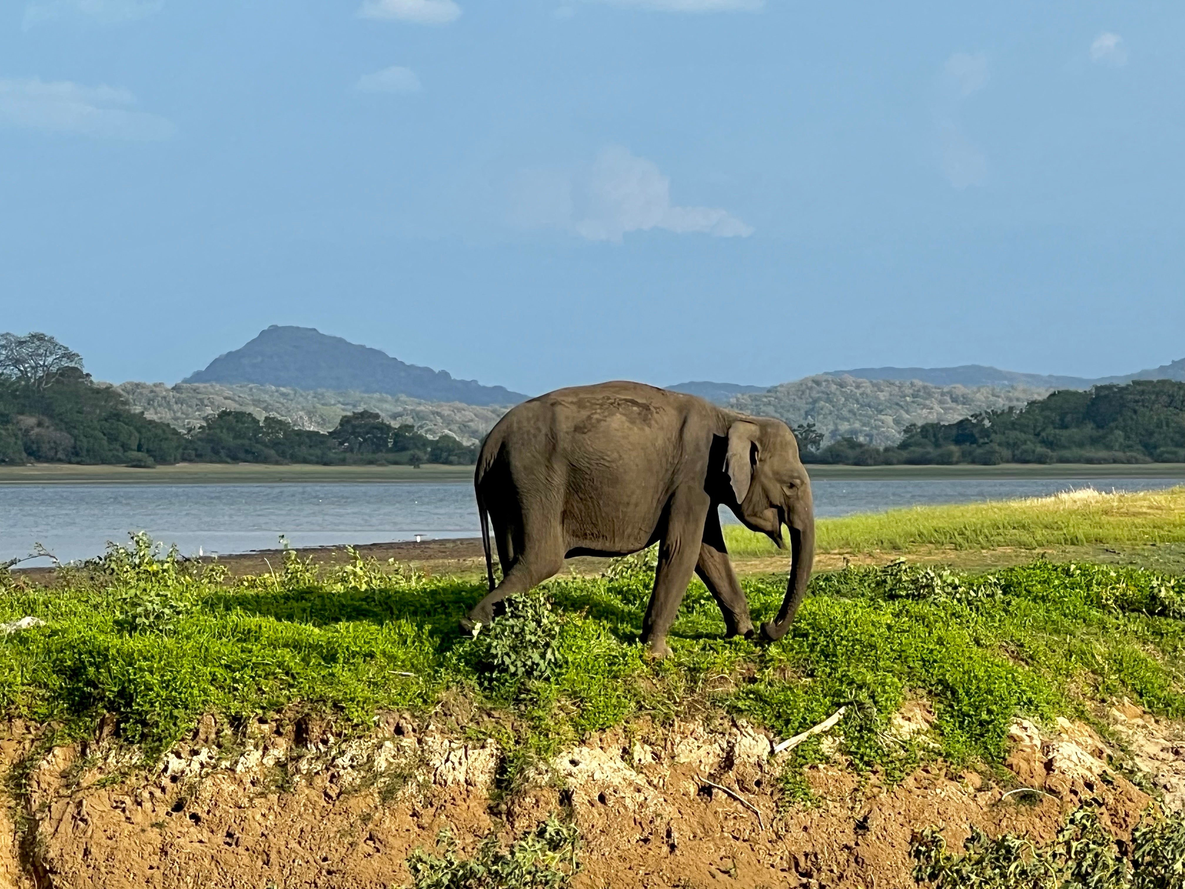 Safari spot: Sightings of Sri Lankan elephants are easy to come by