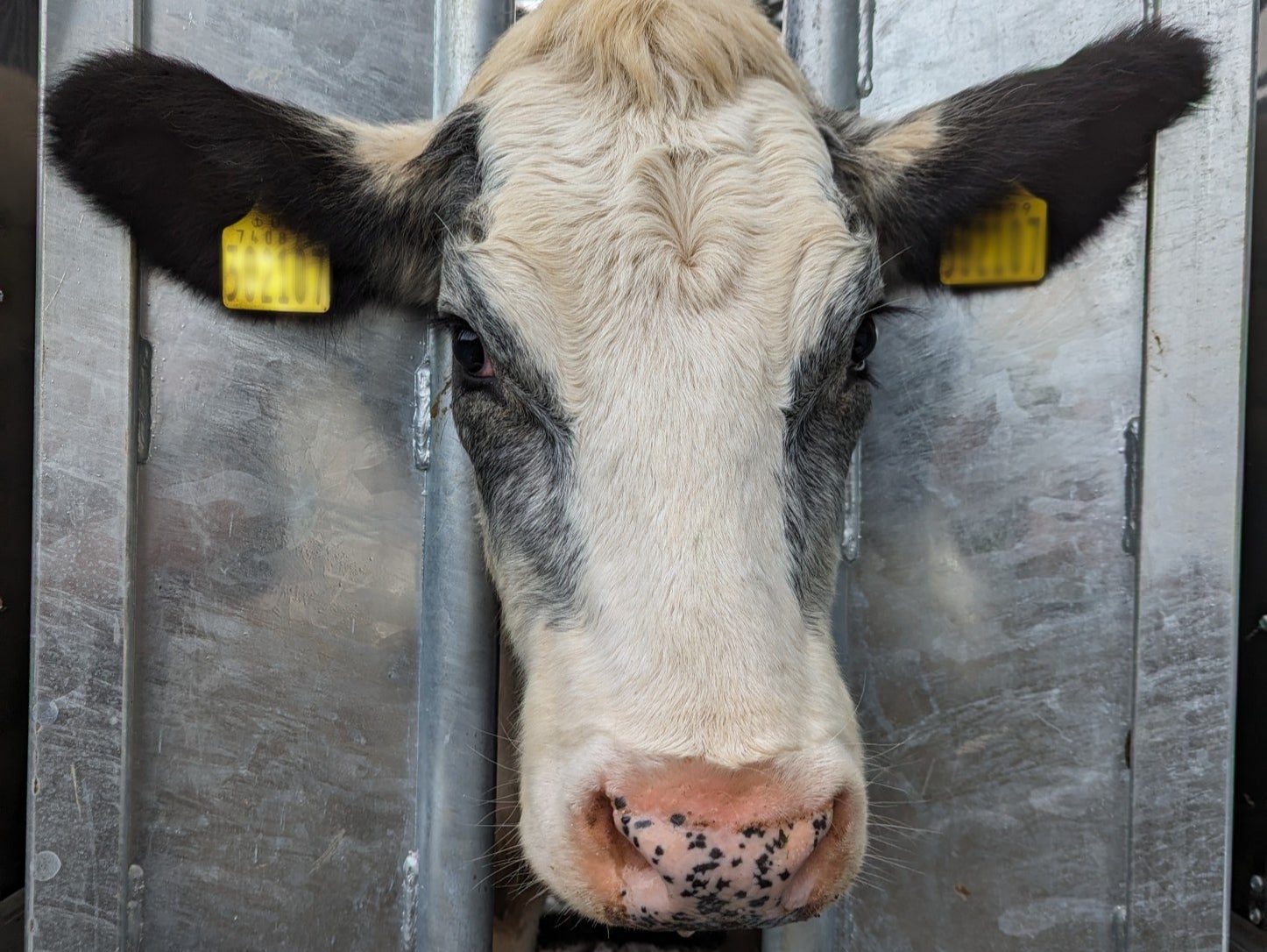 A calf that survived the attack on the outskirts of Birmingham