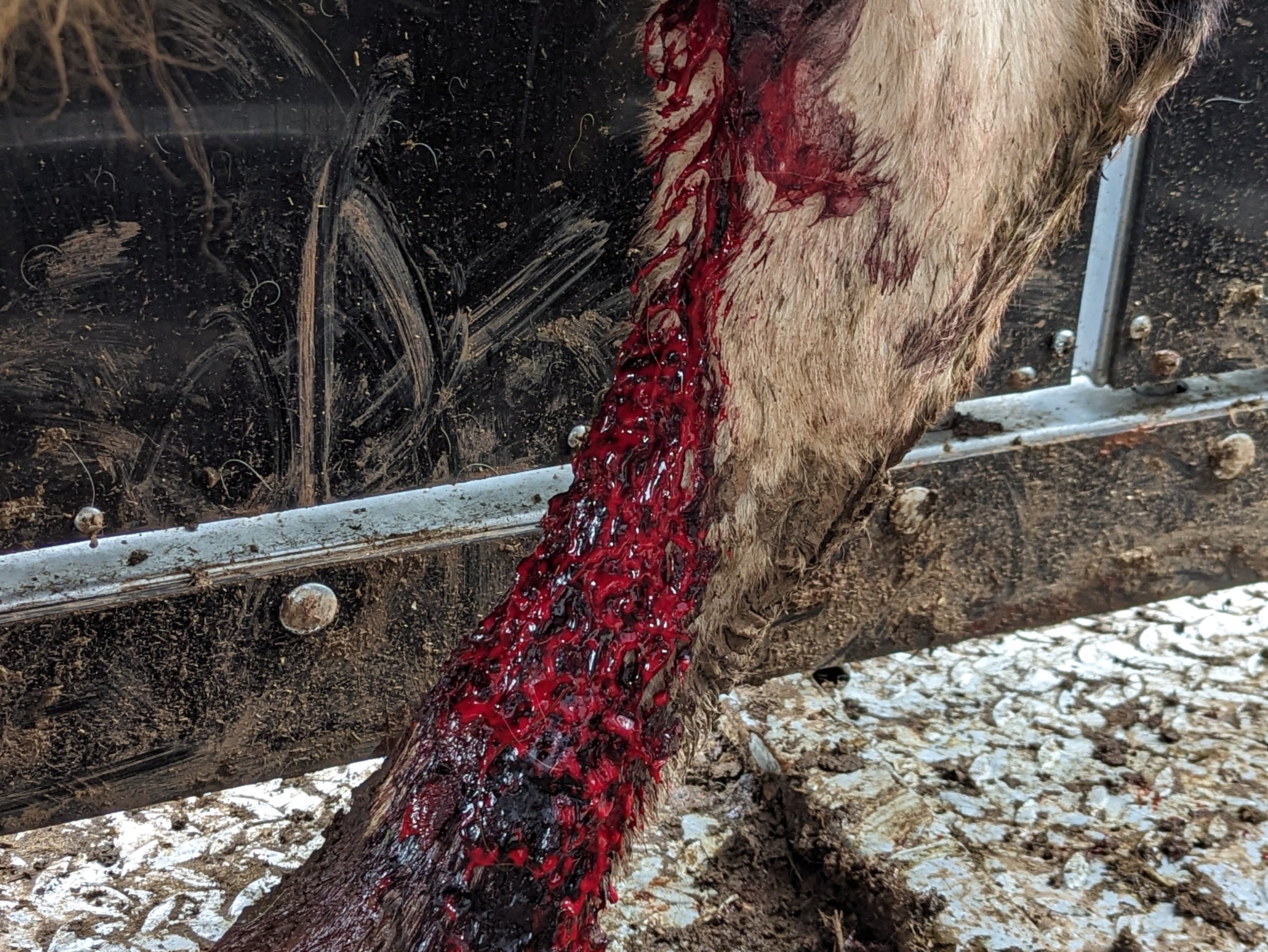 A leg of one calf whose tendons were cut