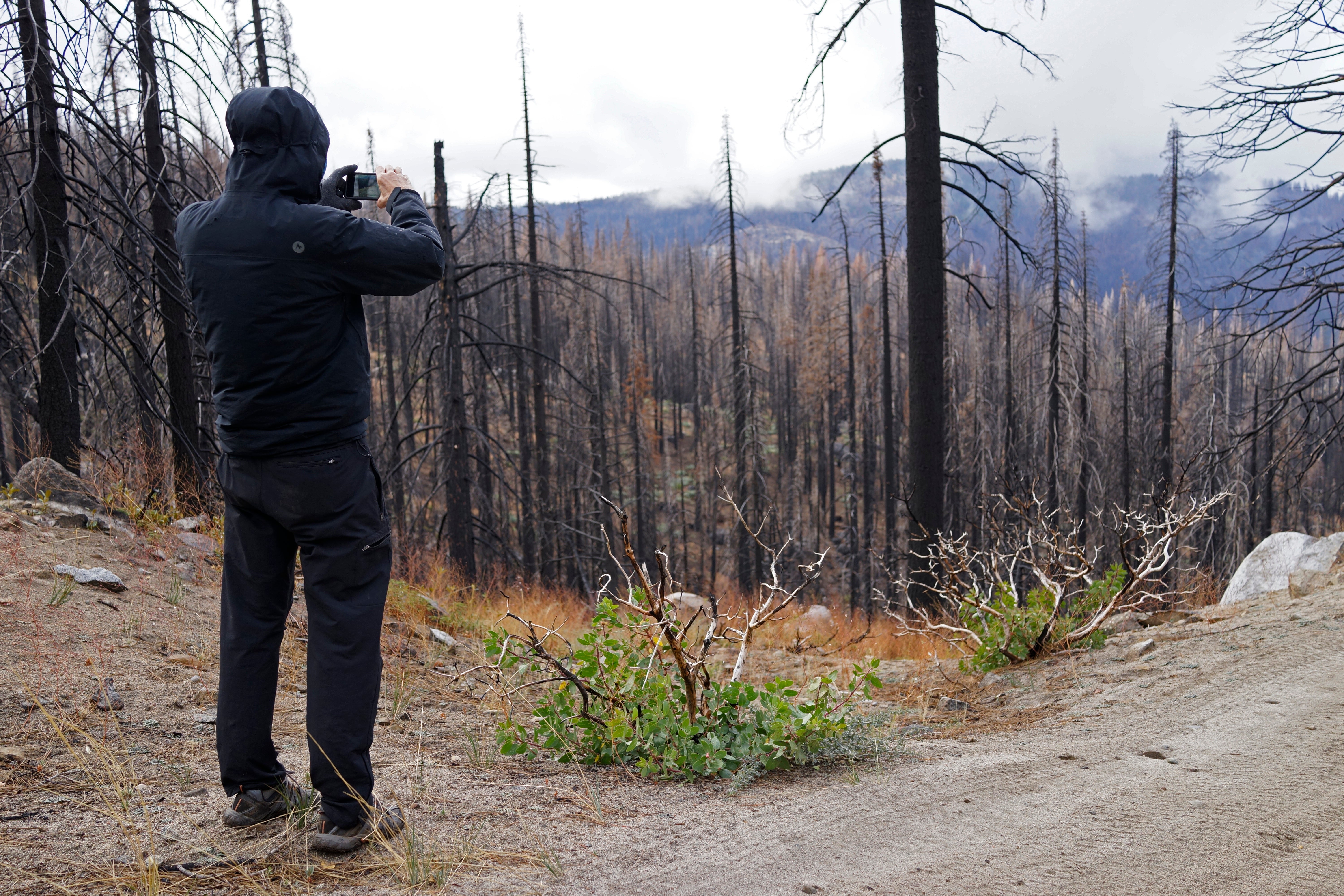 Disappearing Forests