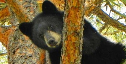 A bear made its way into a hotel kitchen before attacking a security guard