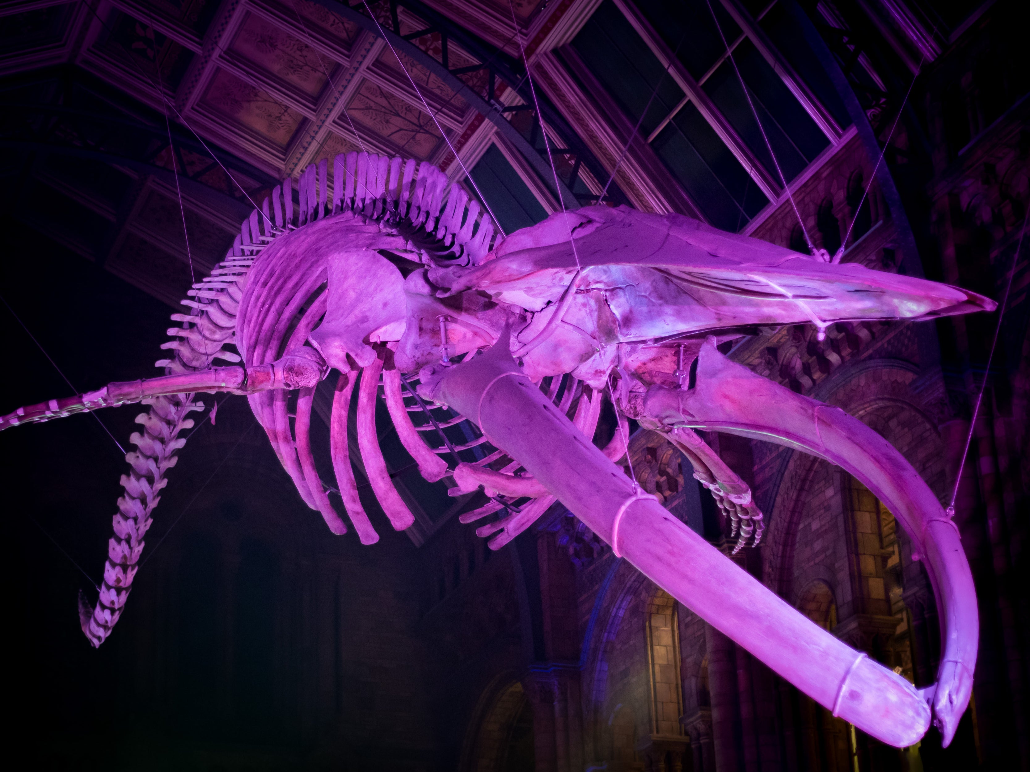 ‘Night at the Museum’ fans will love spine-chilling after-hours fun at the Natural History Museum