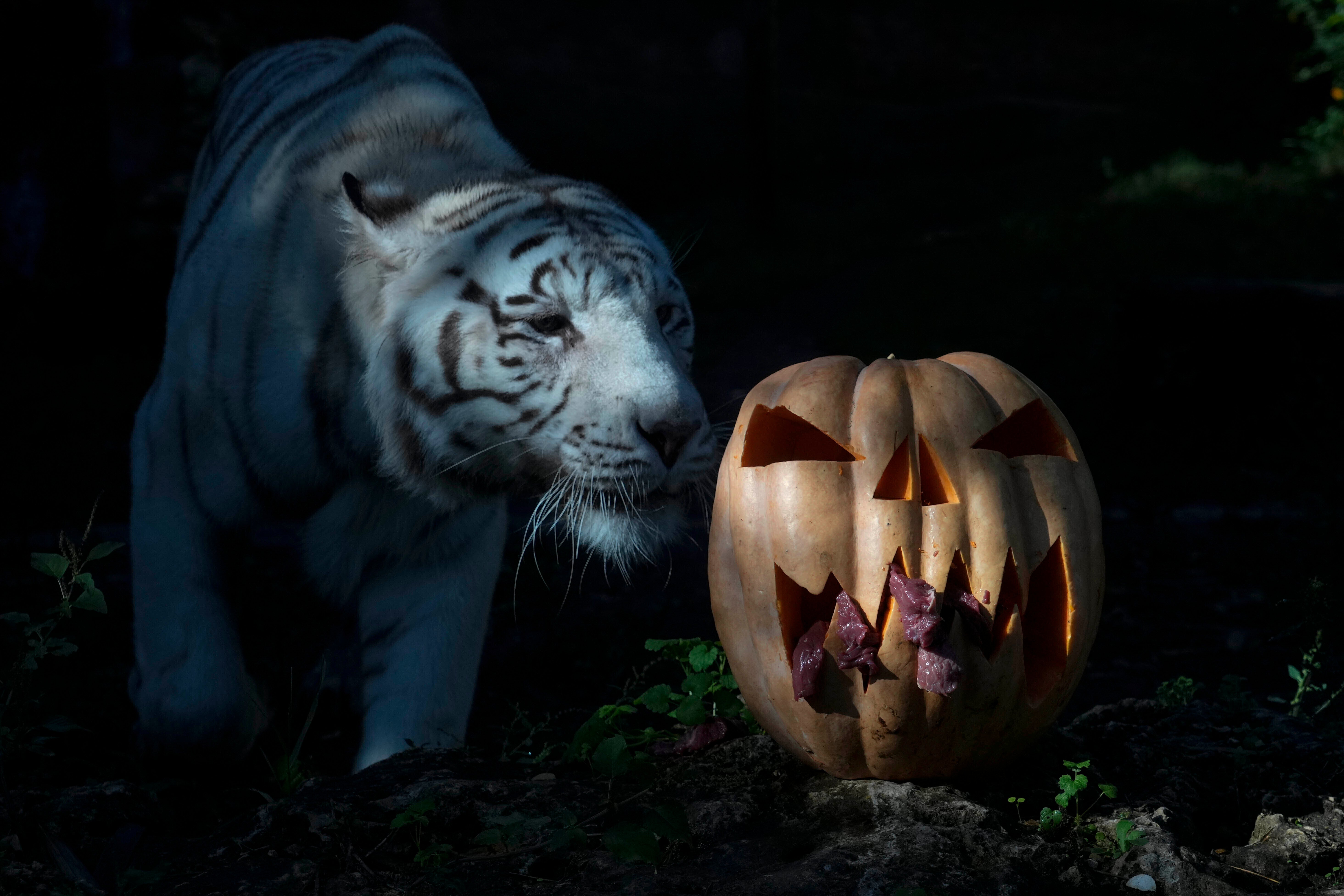 Pictures of the Week Global Photo Gallery