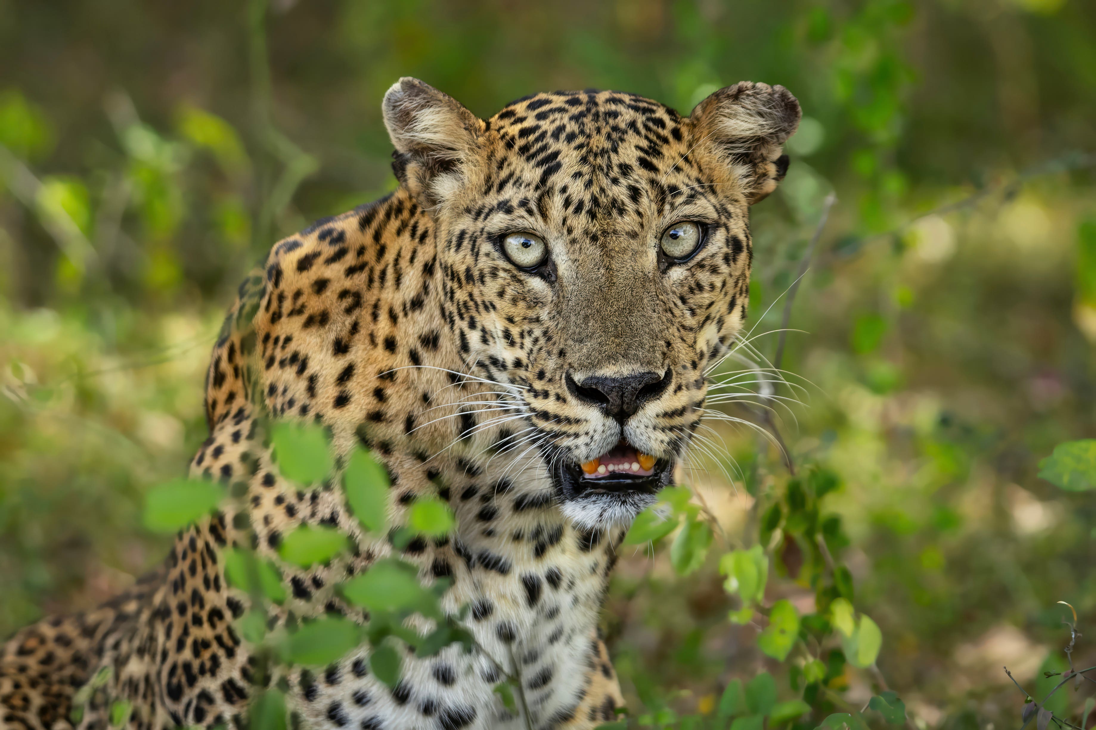 A Sri Lankan leopard photographed in Yala National Park, Sri Lanka, for the photobook series (Kevin Dooley/Remembering Leopards/PA)