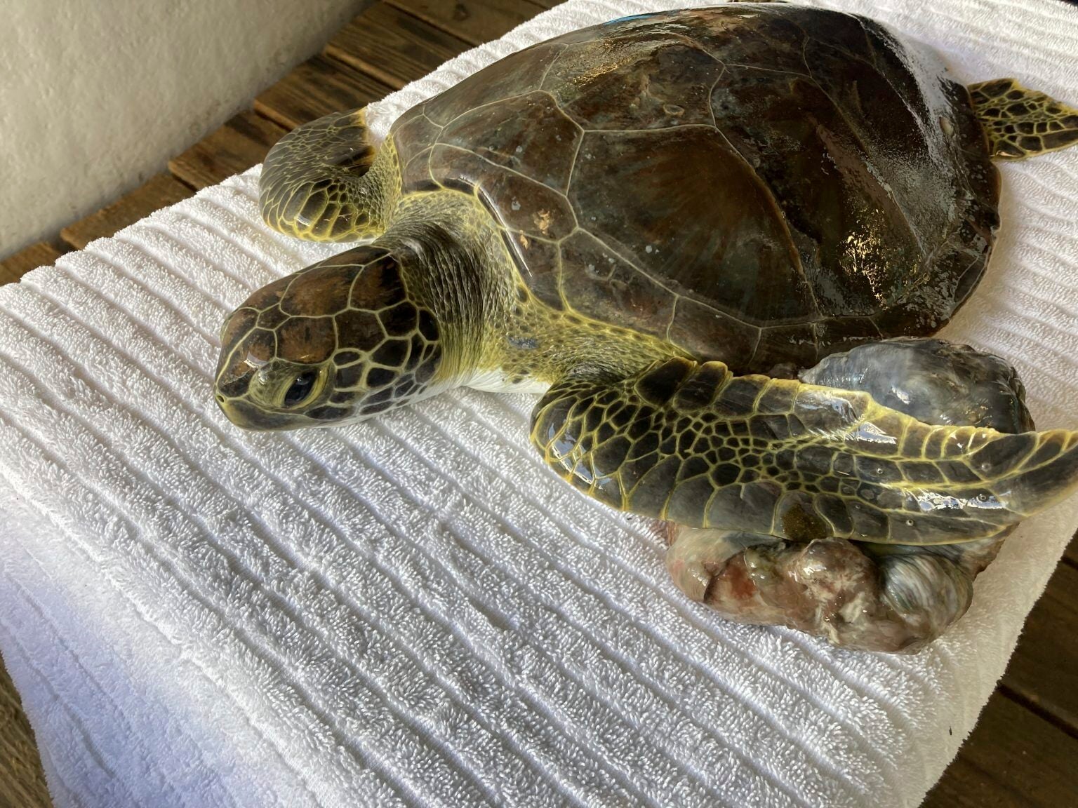 Sea Turtles Released