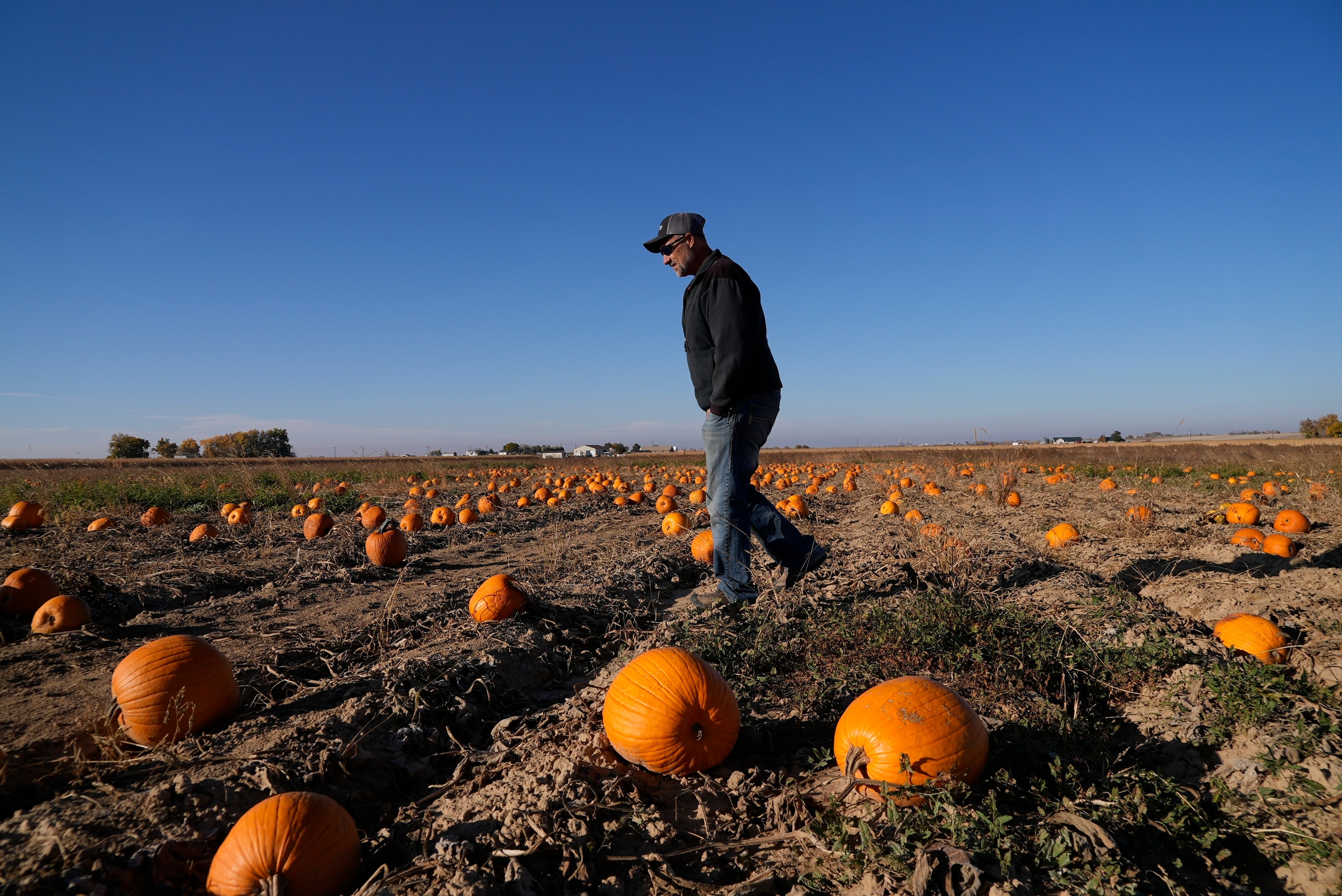 Drought Pumpkins