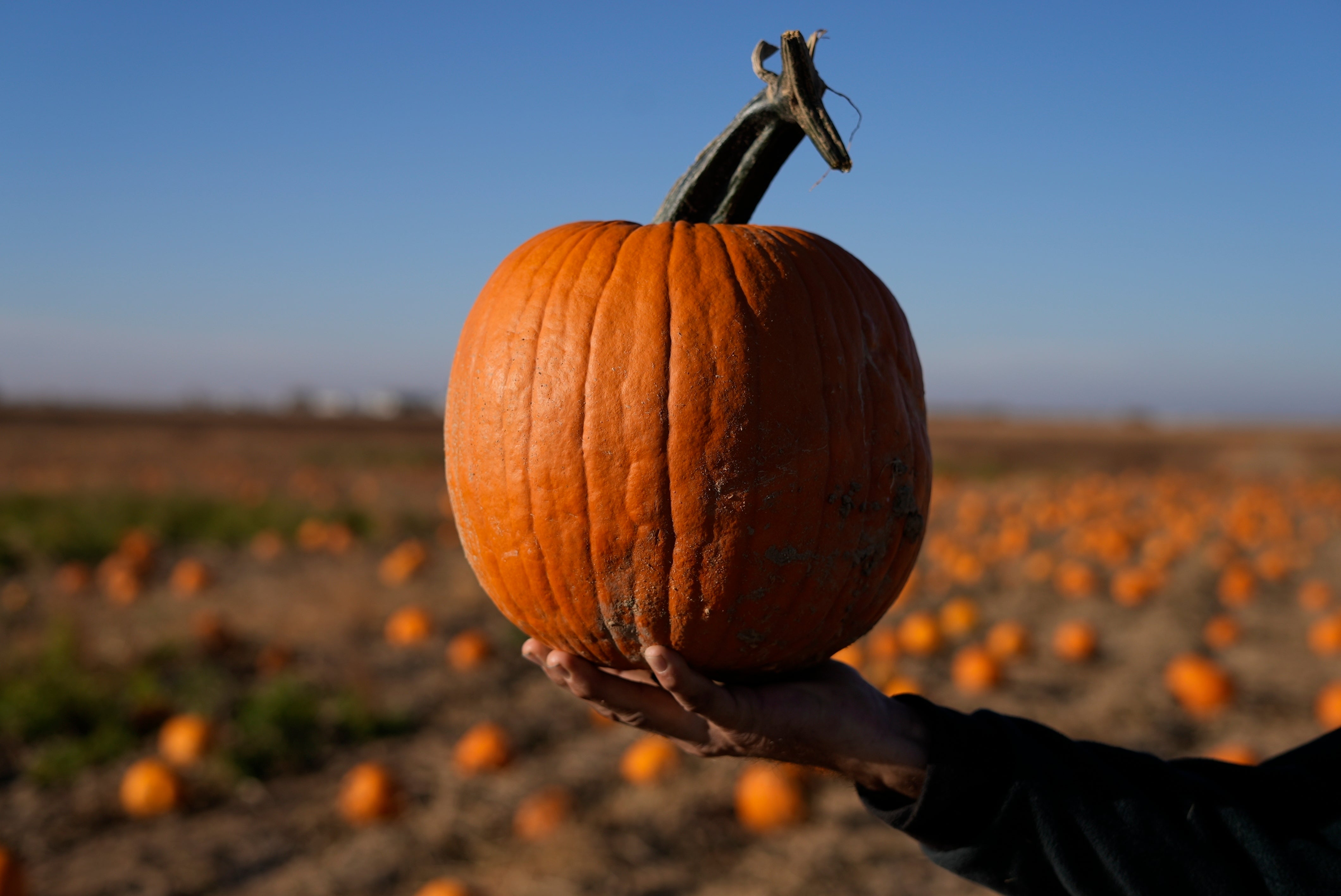 A man holds a pumpkin in his palm at a field in Colorado last October. The U.S. sells around a couple billion pumpkins each year, with many grown in just six states