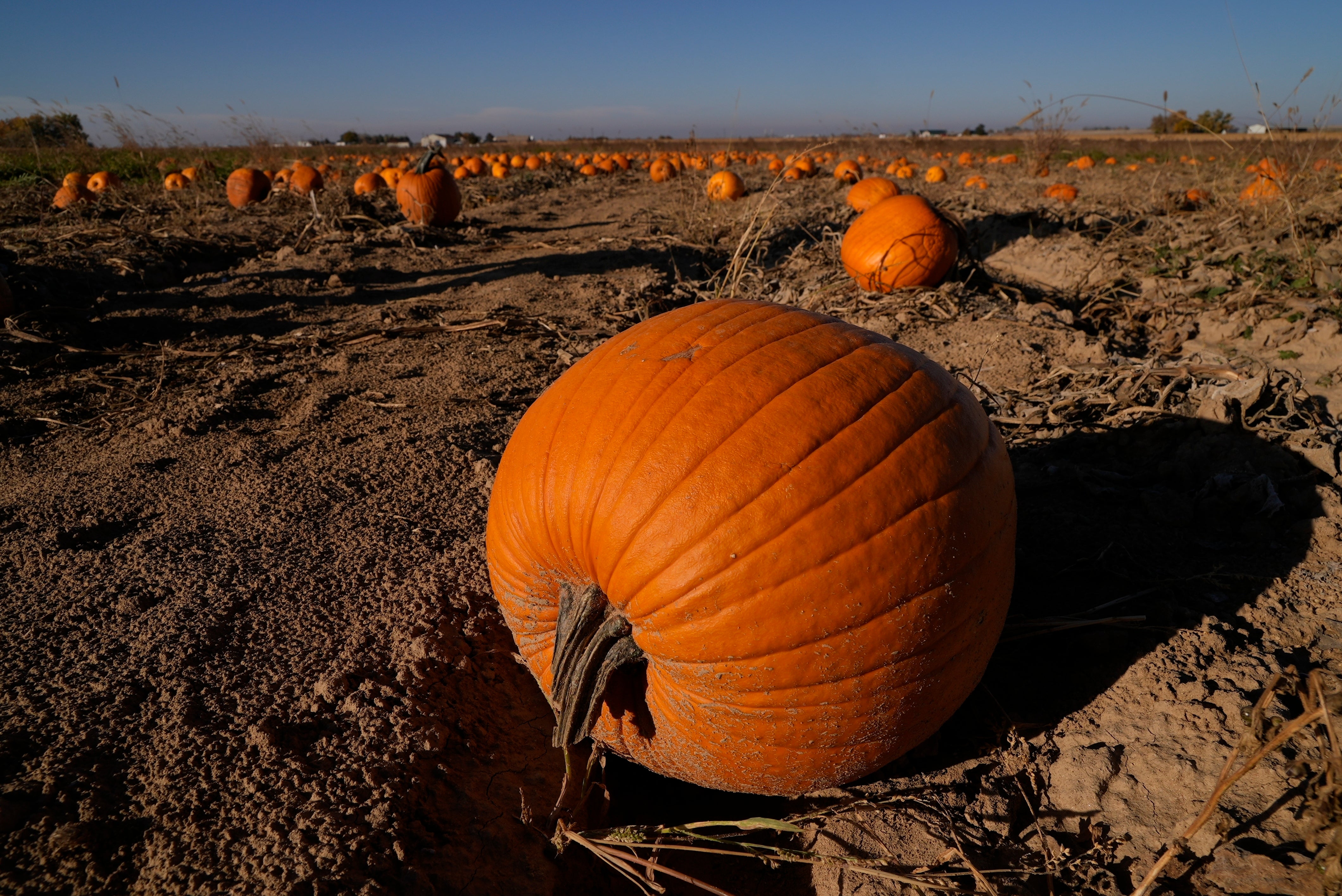 Pumpkins sit in a field in Colorado last October. Pumpkins like this one can contribute to the global climate crisis after decomposing in landfills