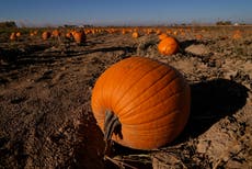 How Halloween pumpkins contribute to the climate crisis