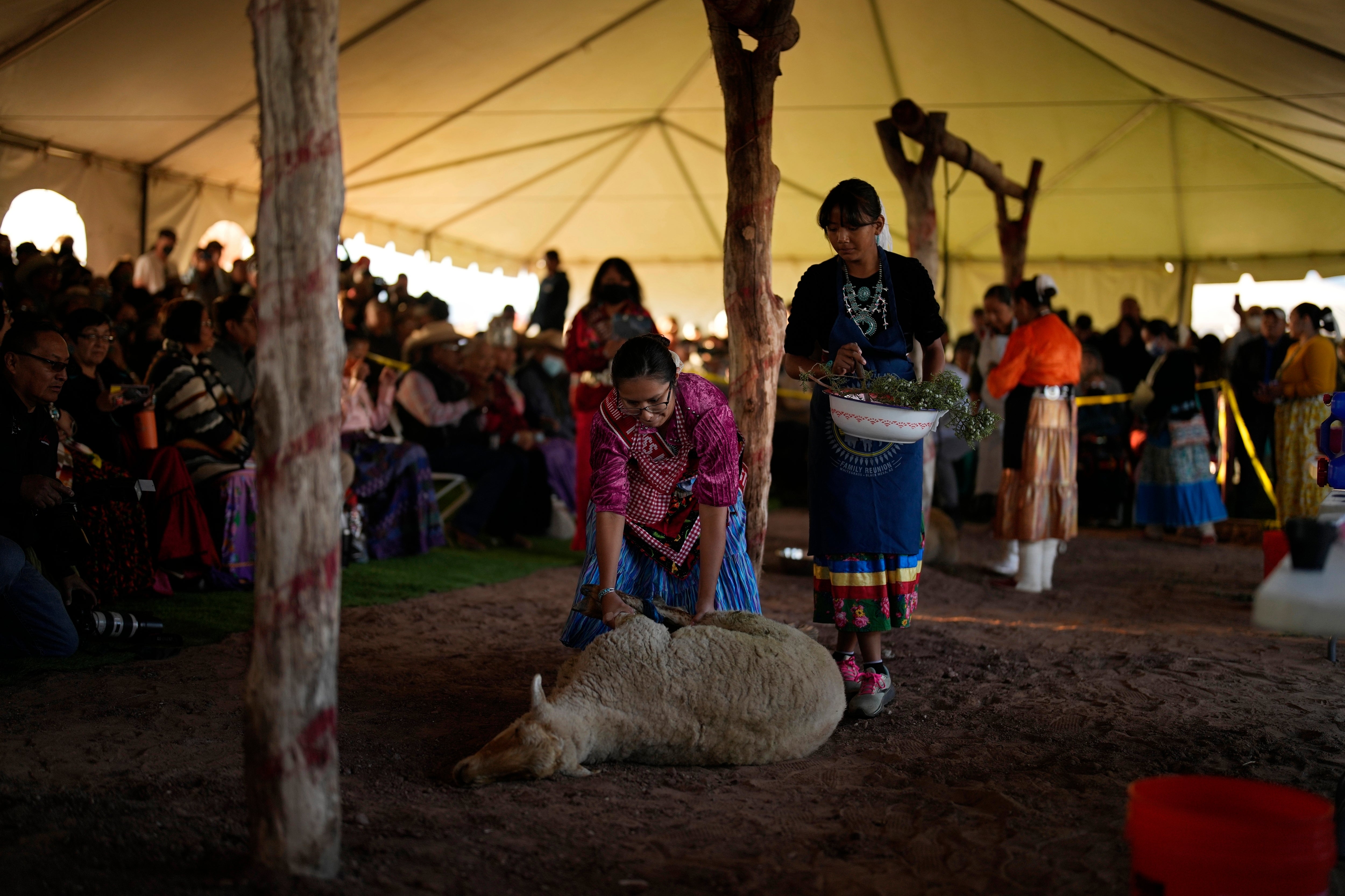 Climate Navajo Sheep