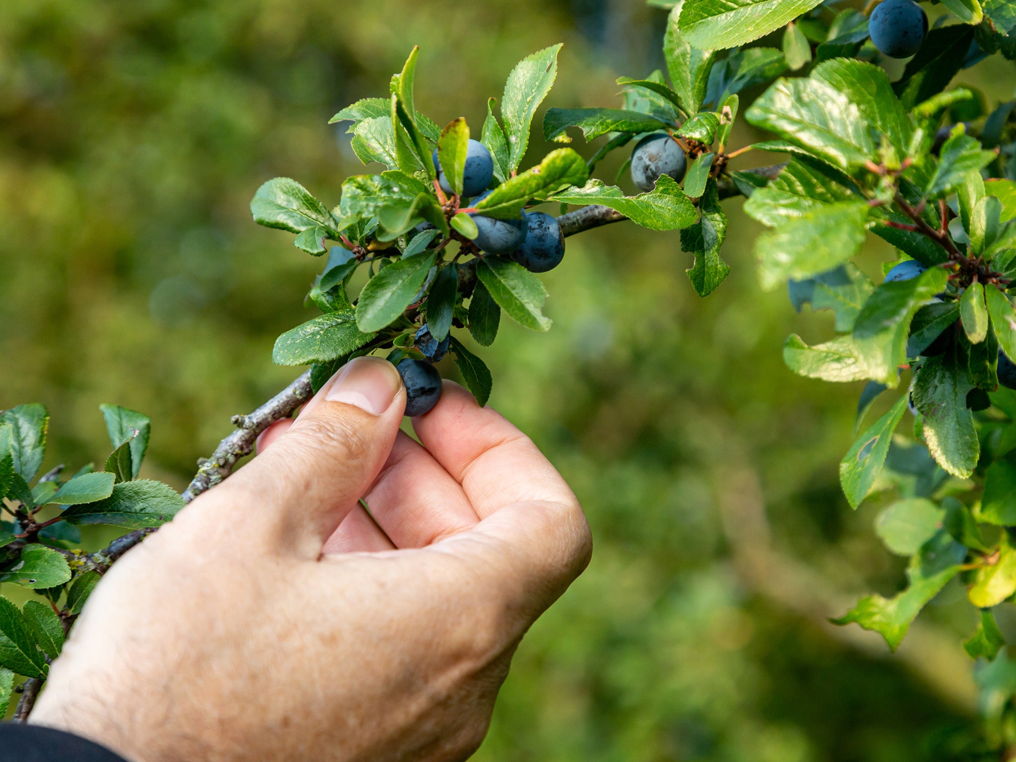 As the leaves fall from the trees in autumn, sloe berries found on blackthorn plants begin to ripen