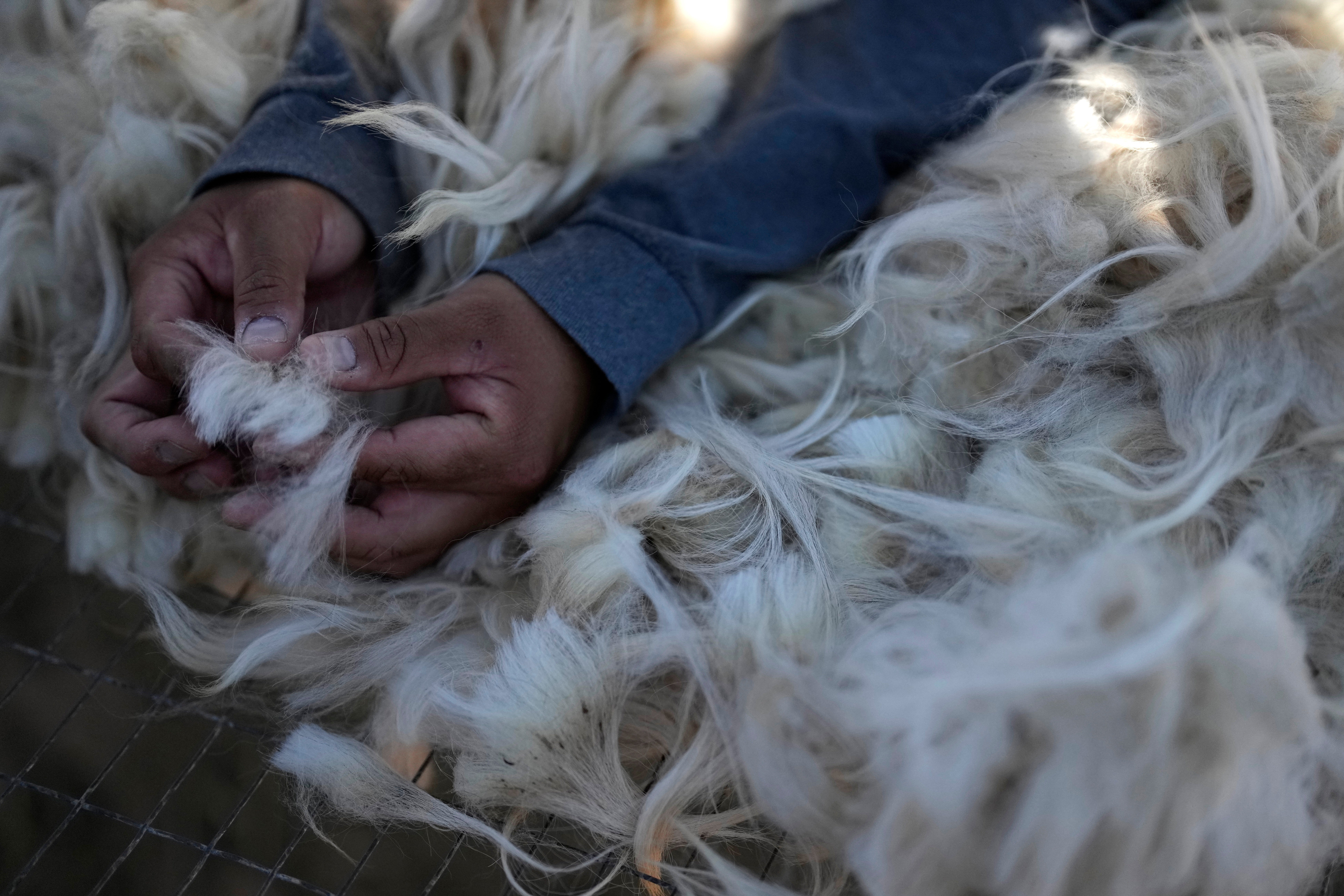 Her fleece reaches the ground and will be sheared, other than which she is said to be in “good bodily condition”