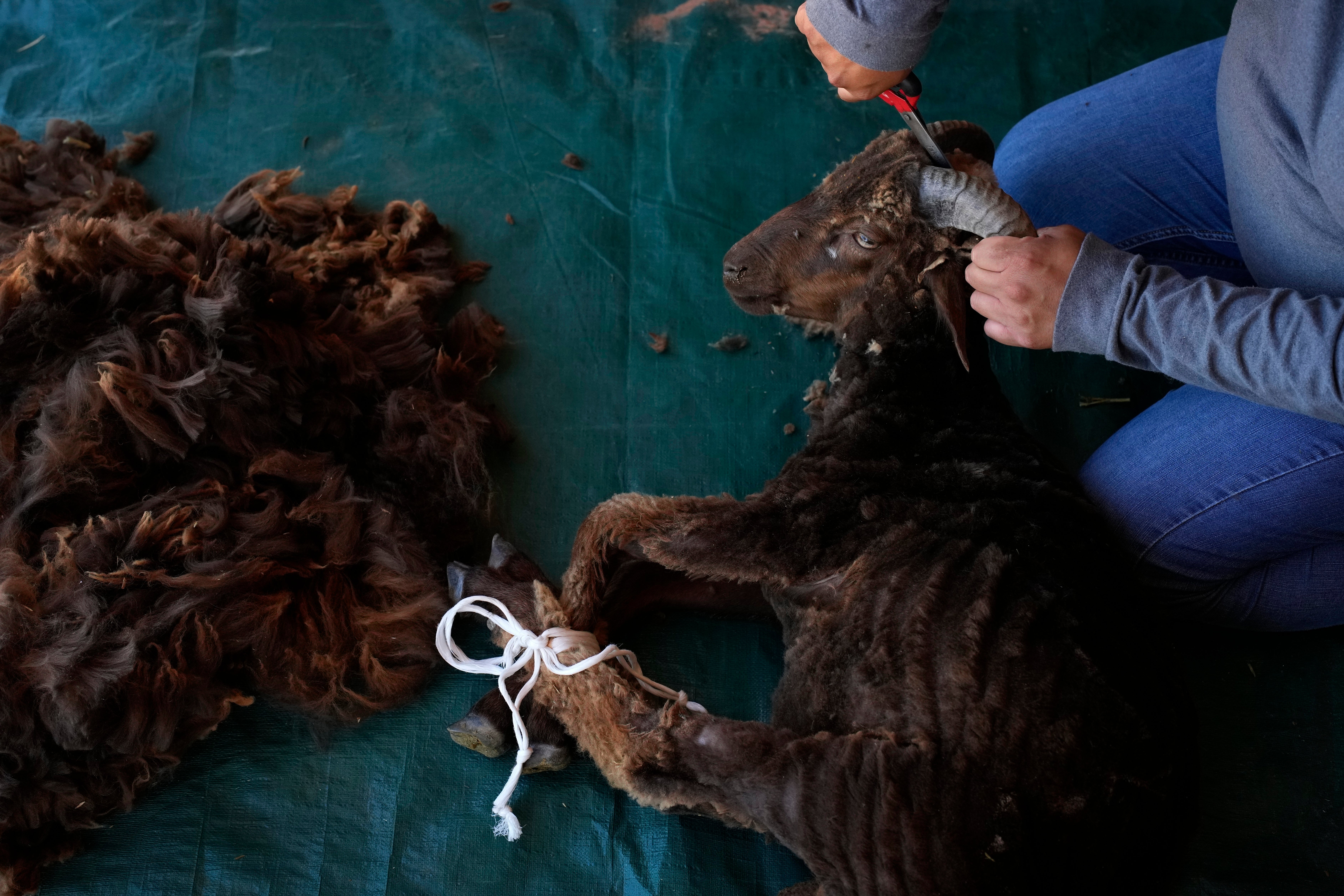 Climate Navajo Sheep Tradition